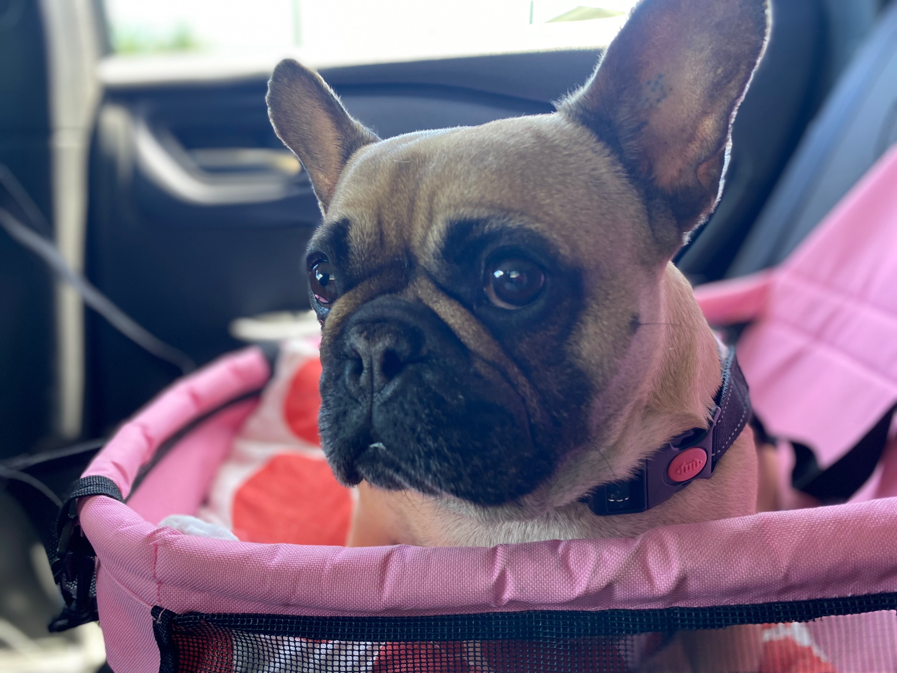 @Miss Lola the Frenchie