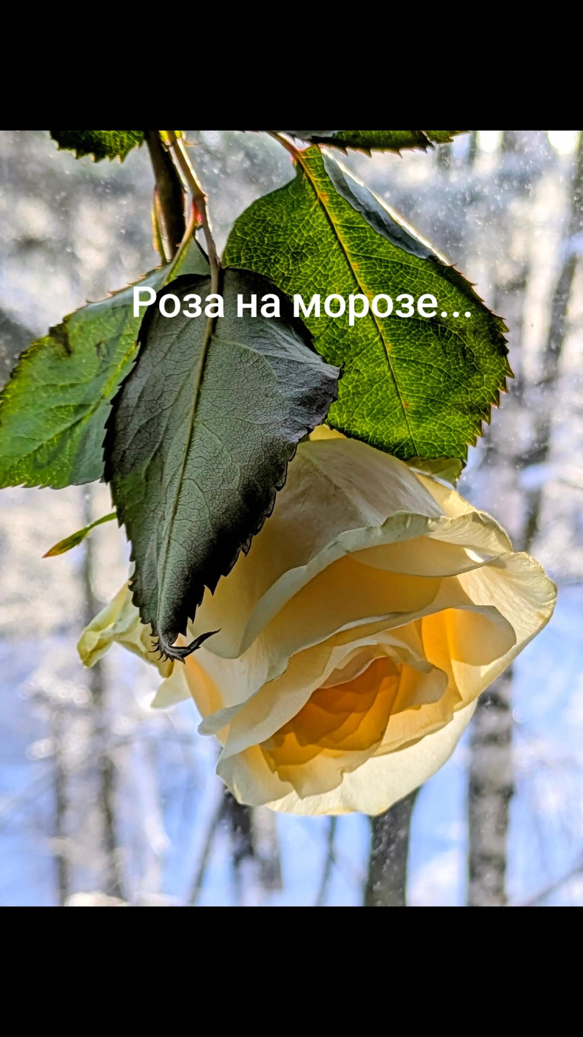 @Milus53