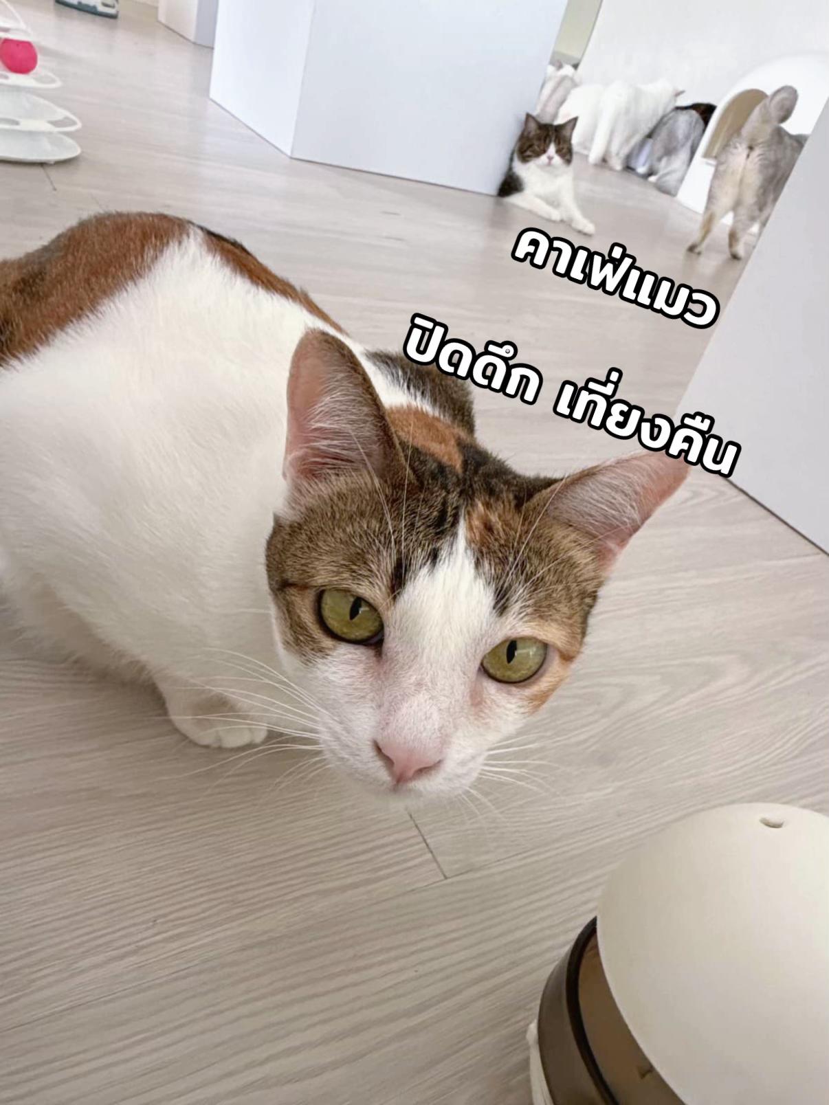 @คาเฟ่แมวโมริ Mori cat cafe'