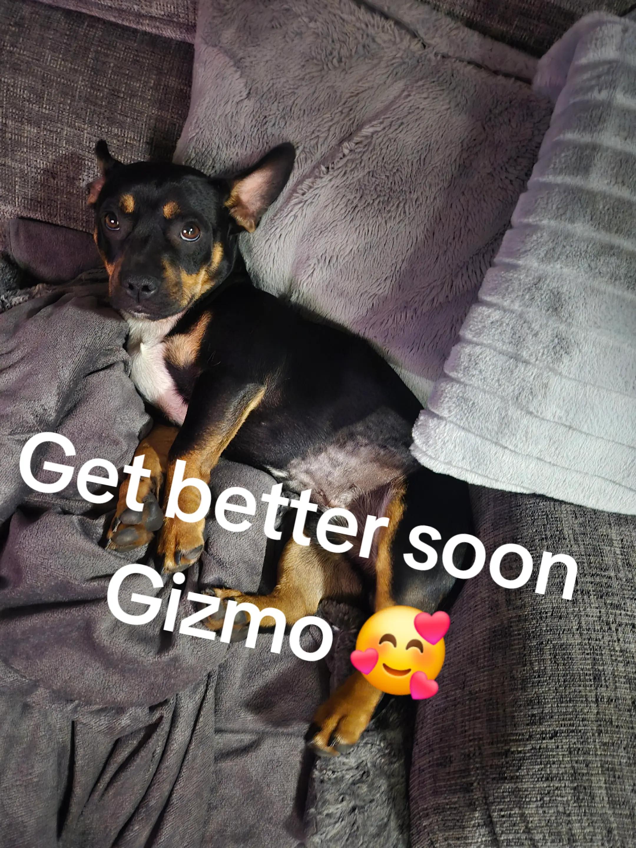 @Frank & Gizmo