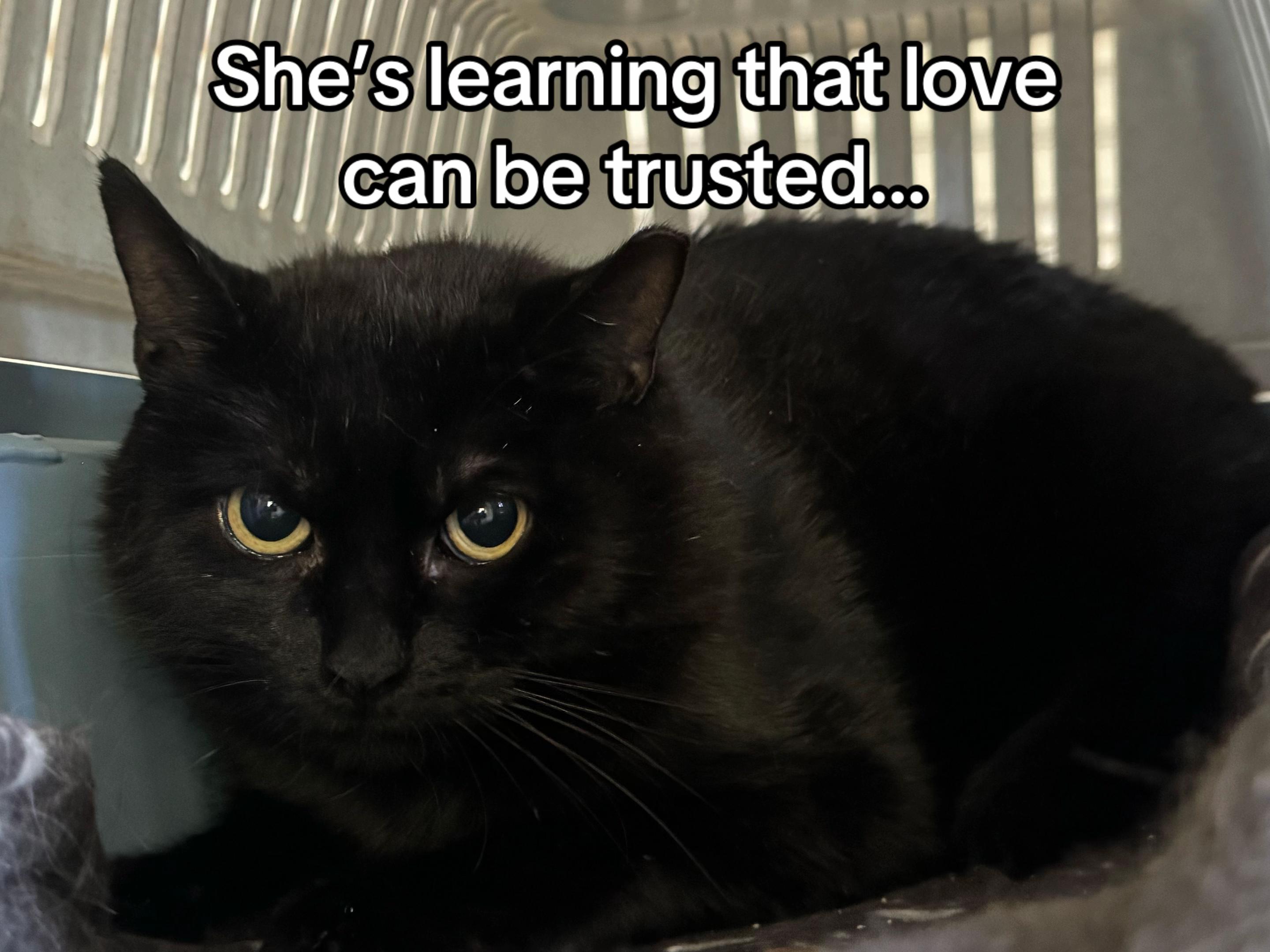 @North Toronto Cat Rescue