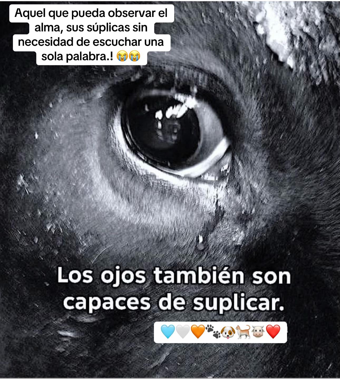 @Patricia Briceño