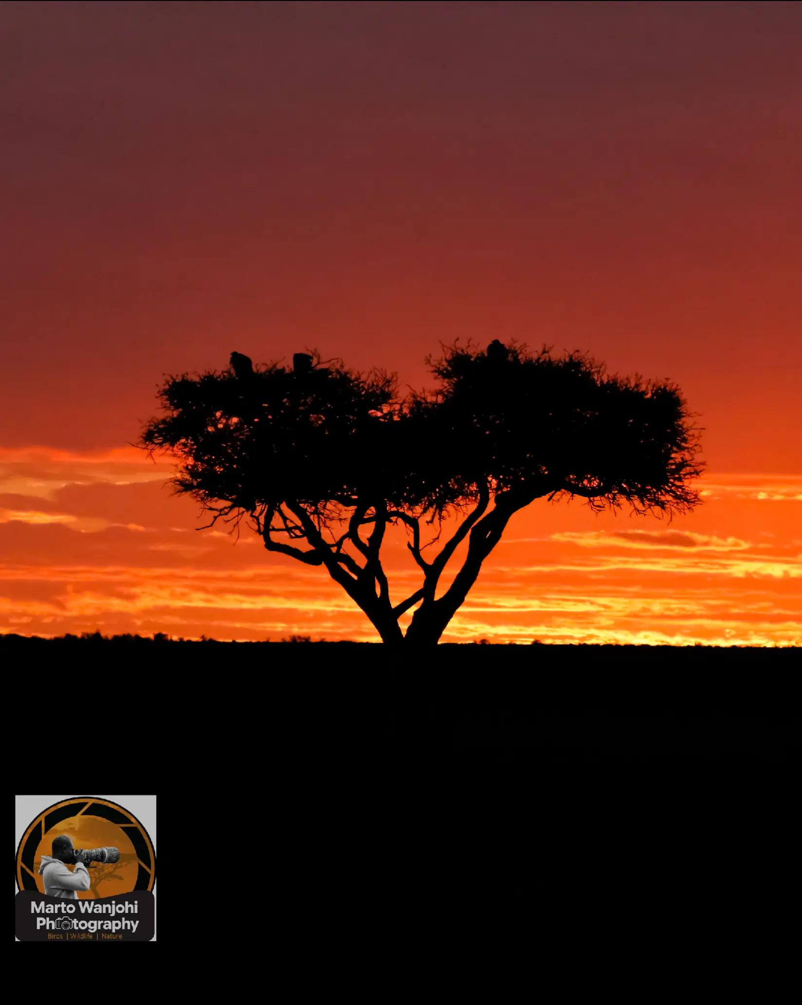 @Safaris with Marto Wanjohi.