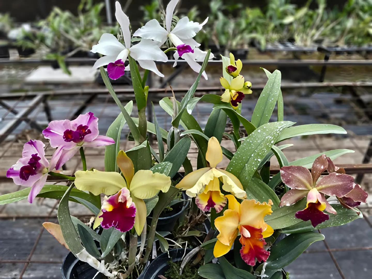 @Bani Orchid