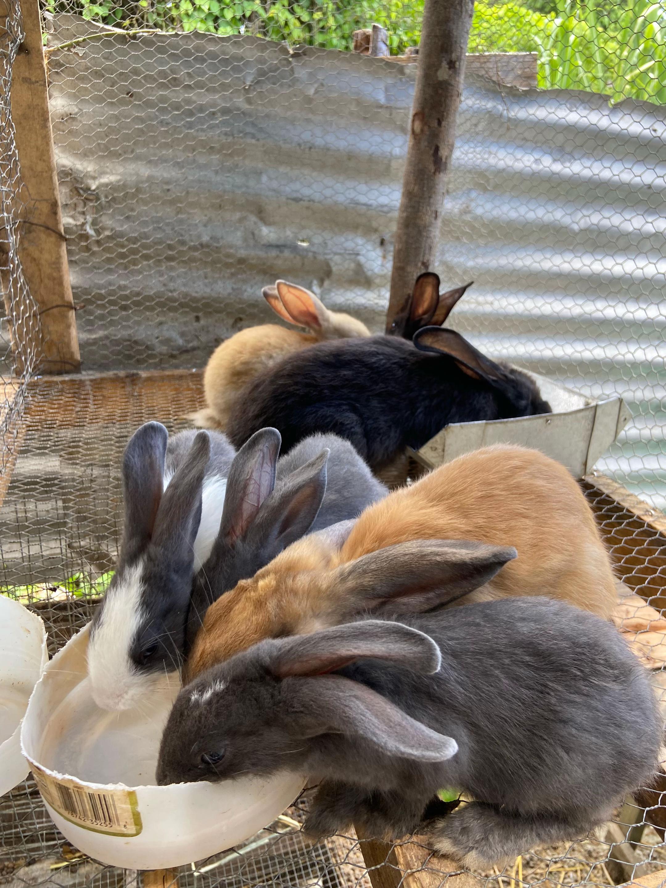 @HappyHoppersRabbitry