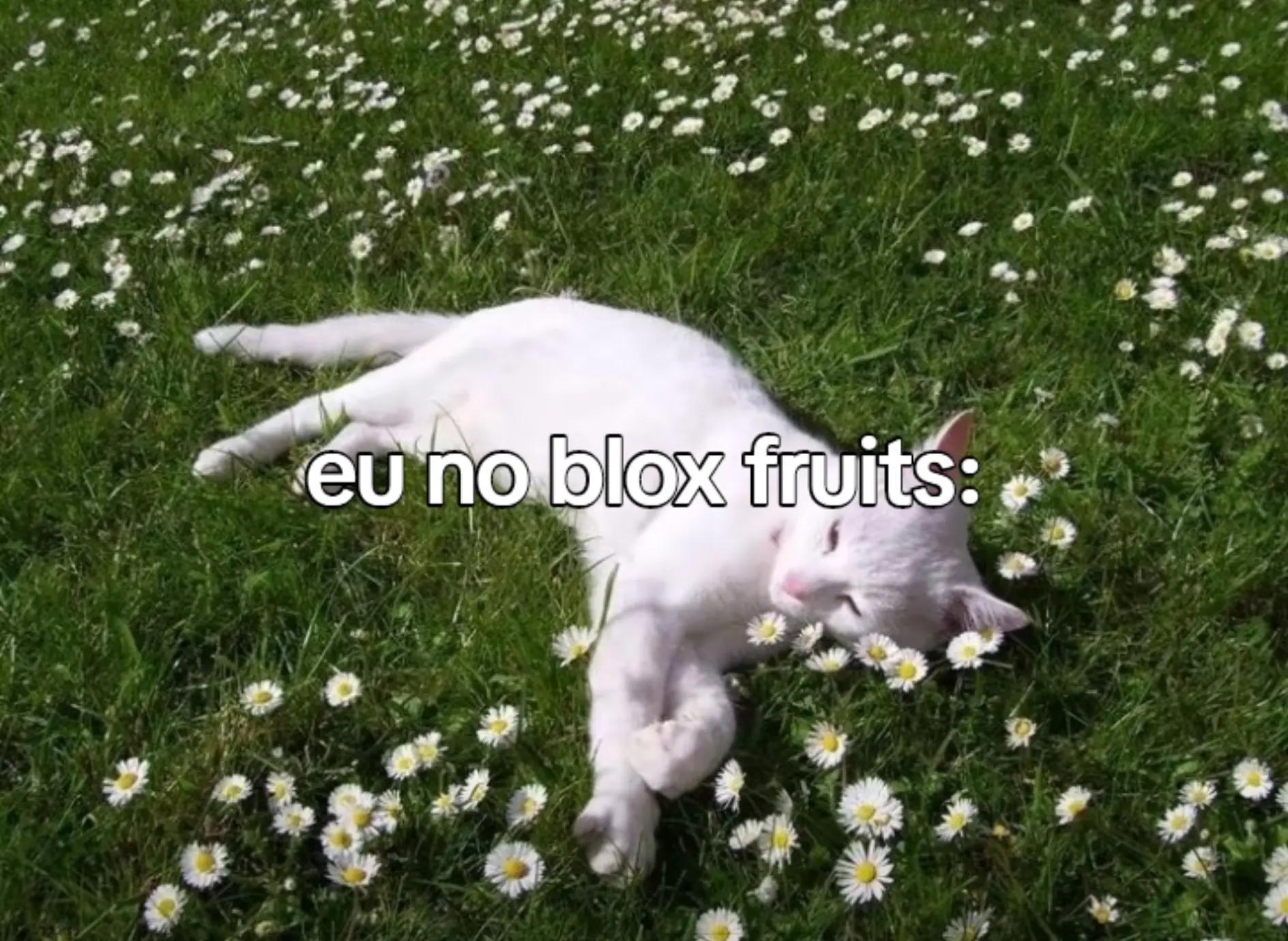 @~gatos brancos⚪🤍(-> <-)☆♡~