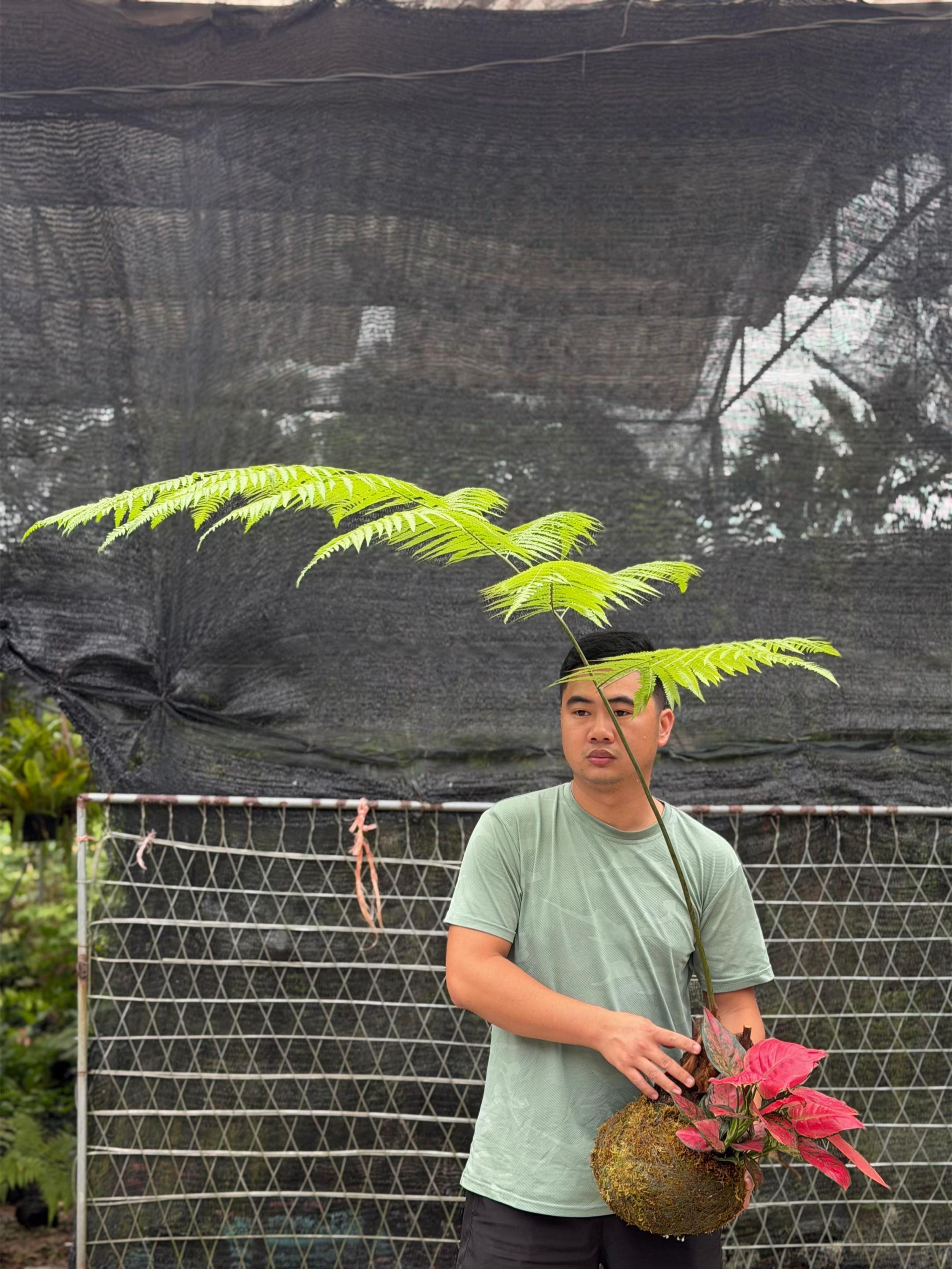 @@MÊ CÂY88