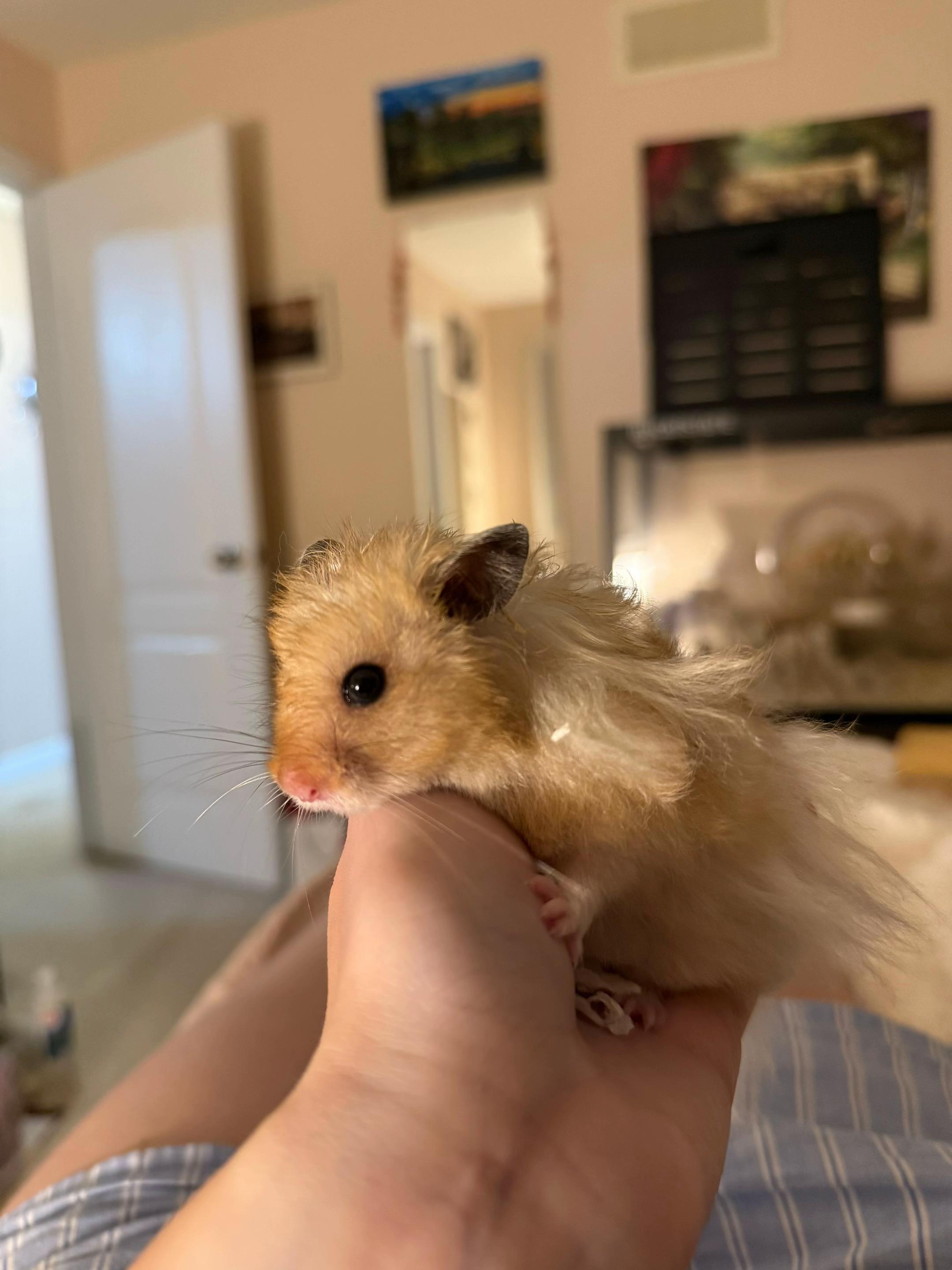 @hamsterwlw