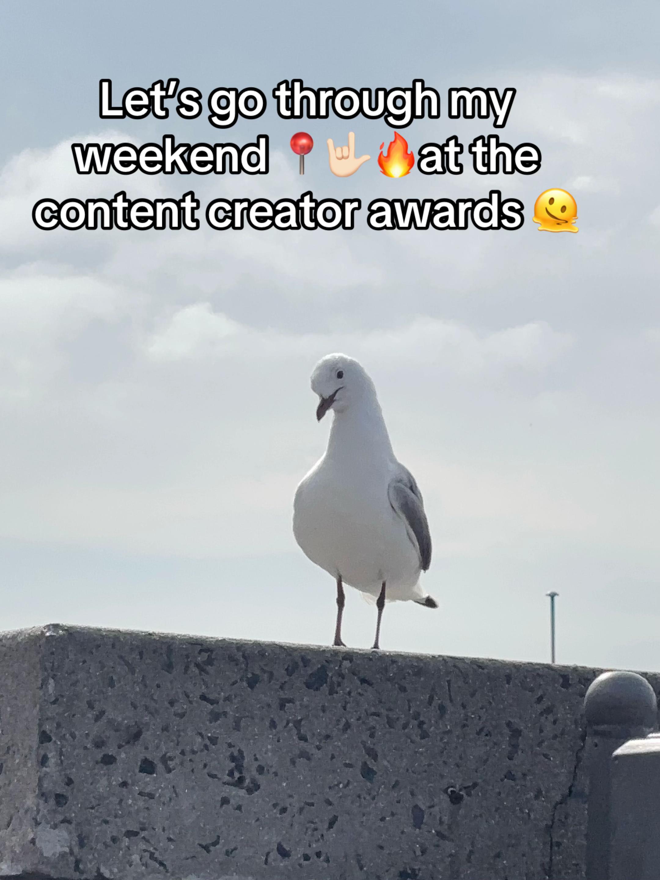 @Vinolia🤡