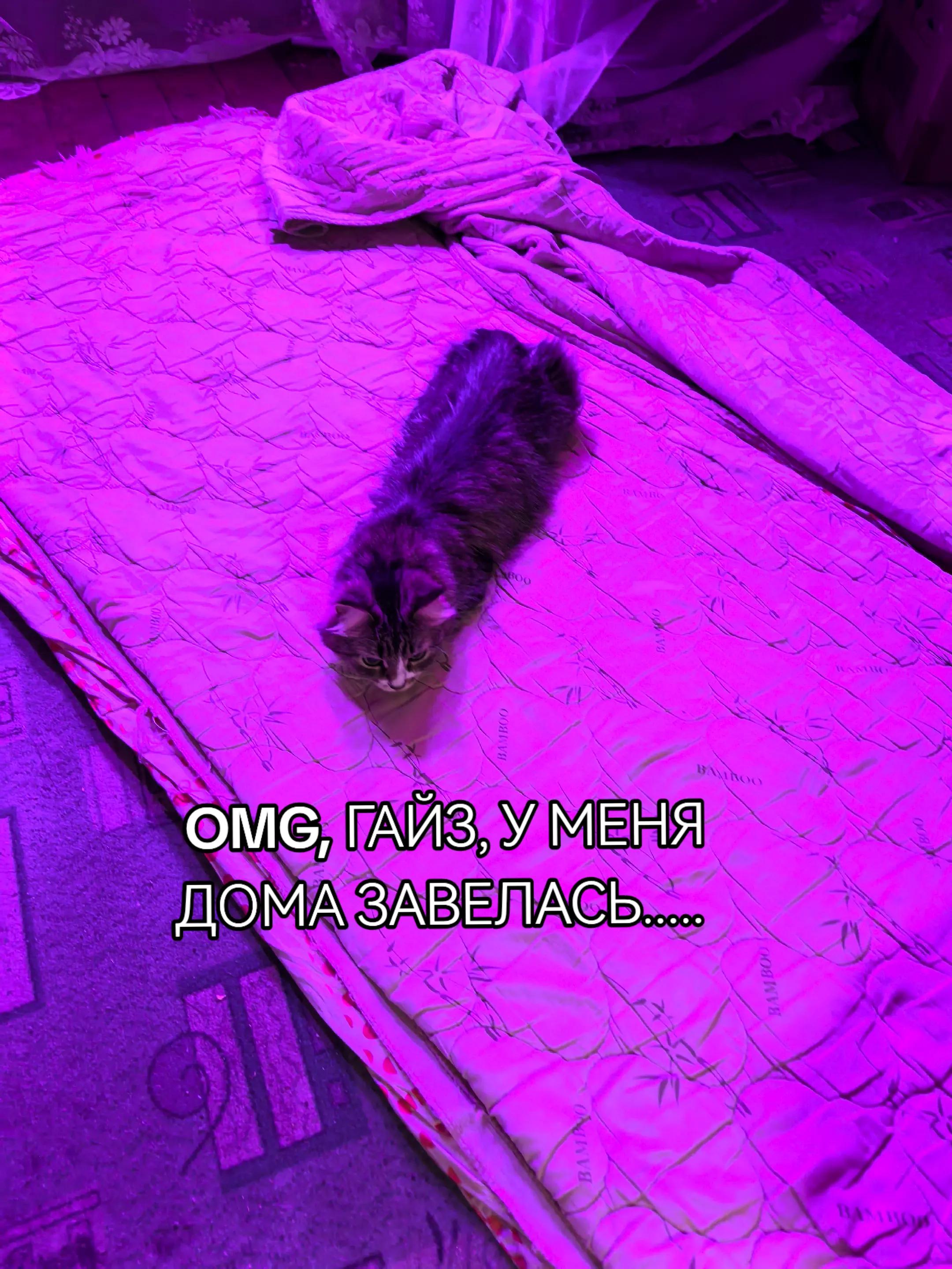 @катяпук