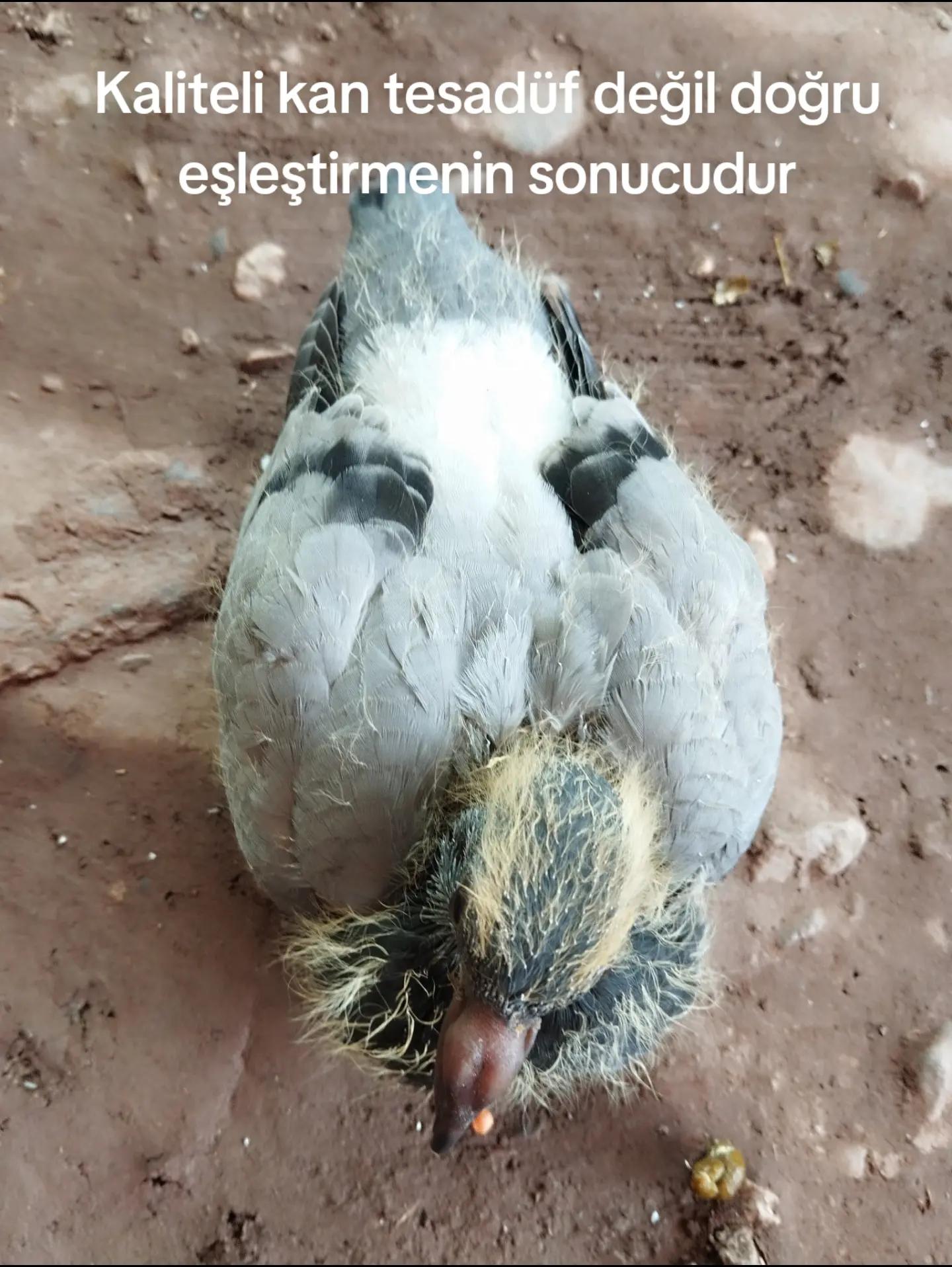@YARIŞ POSTASI