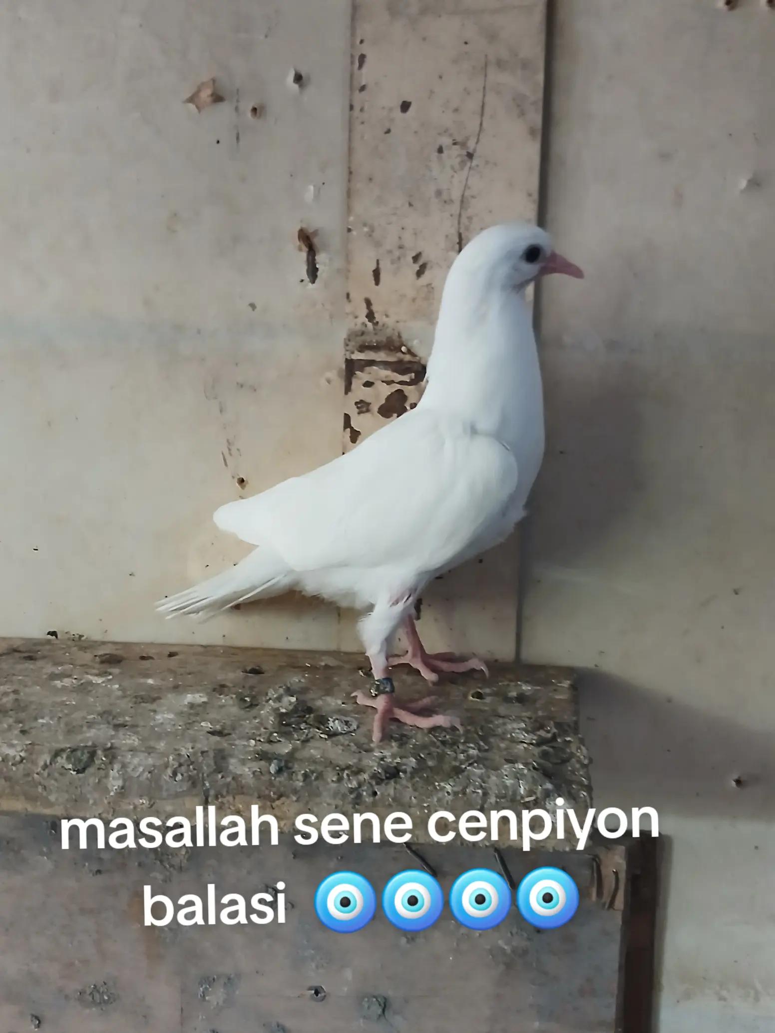 @RƏŞAD 059
