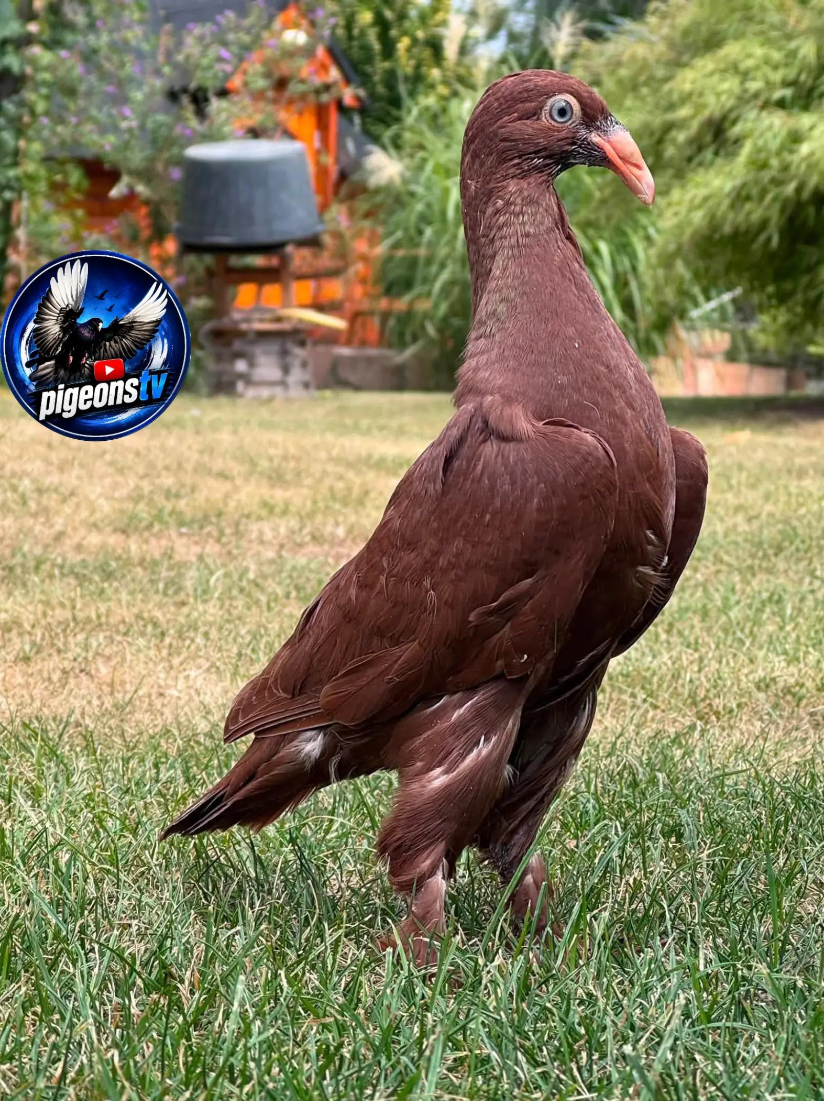 @Pigeons Tv