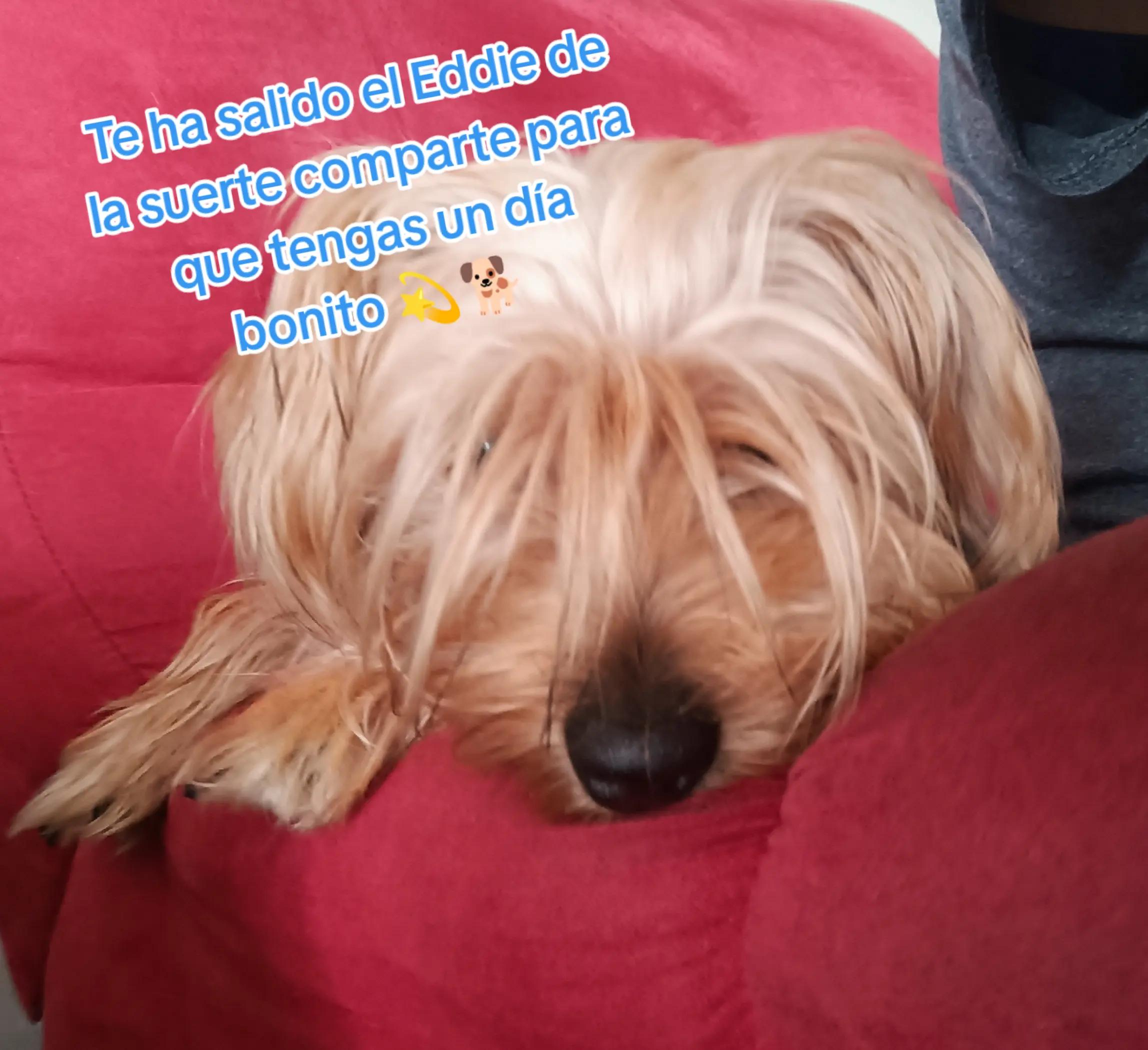 @Eddie the yorkie 😘🐶