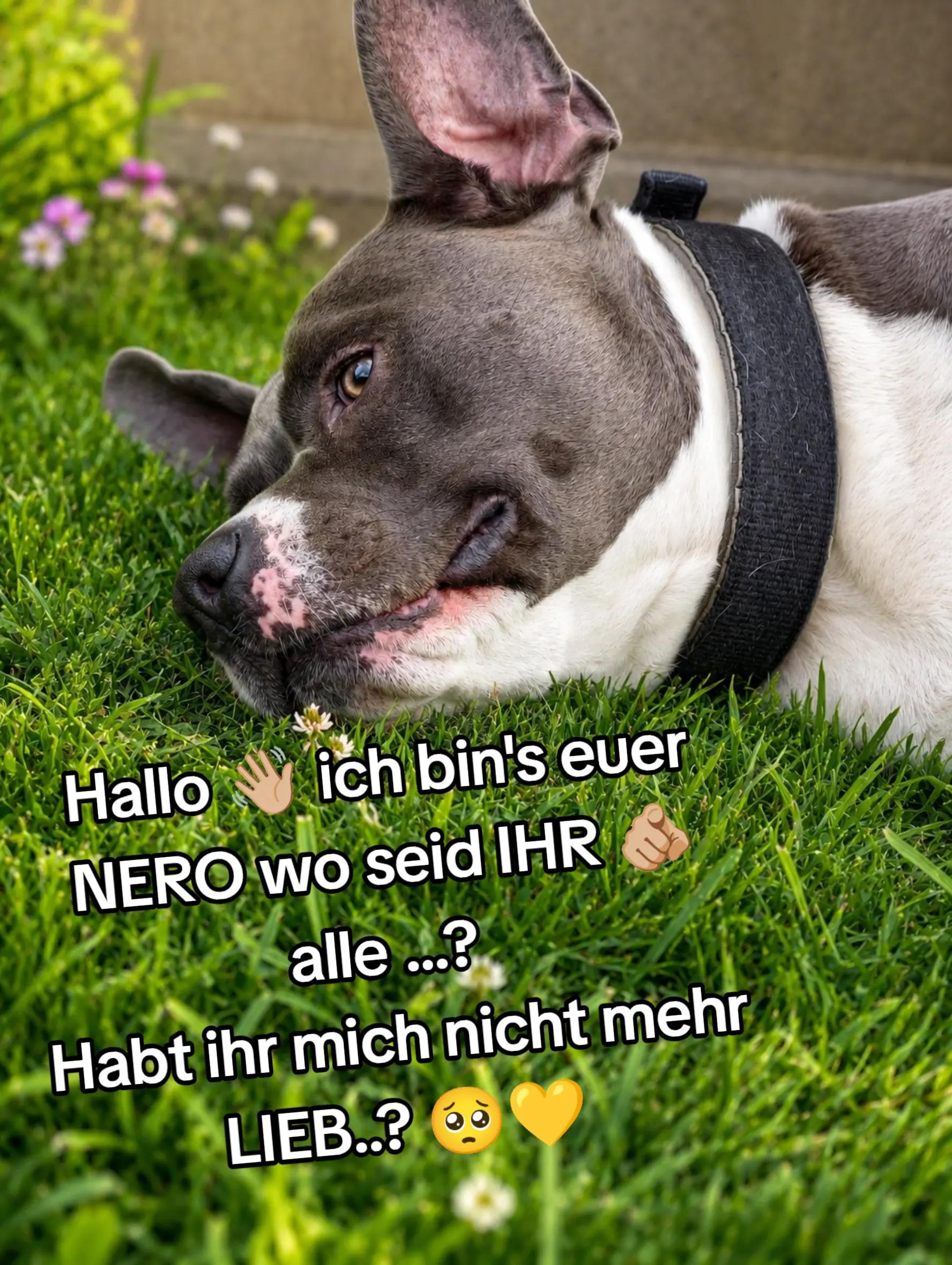 @Kampfschmusser_Nero🖤