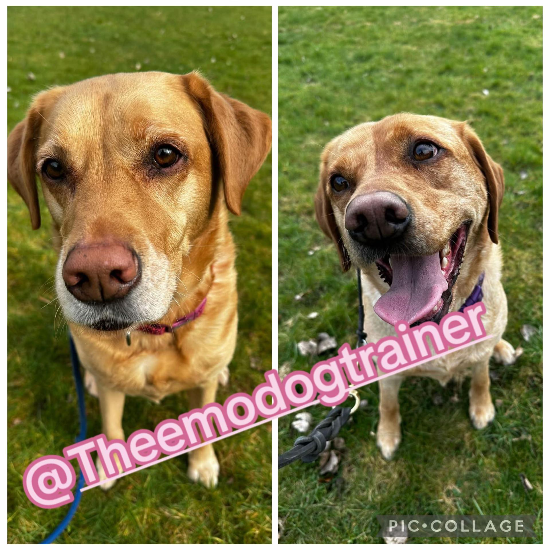 @Goldenwaggytales