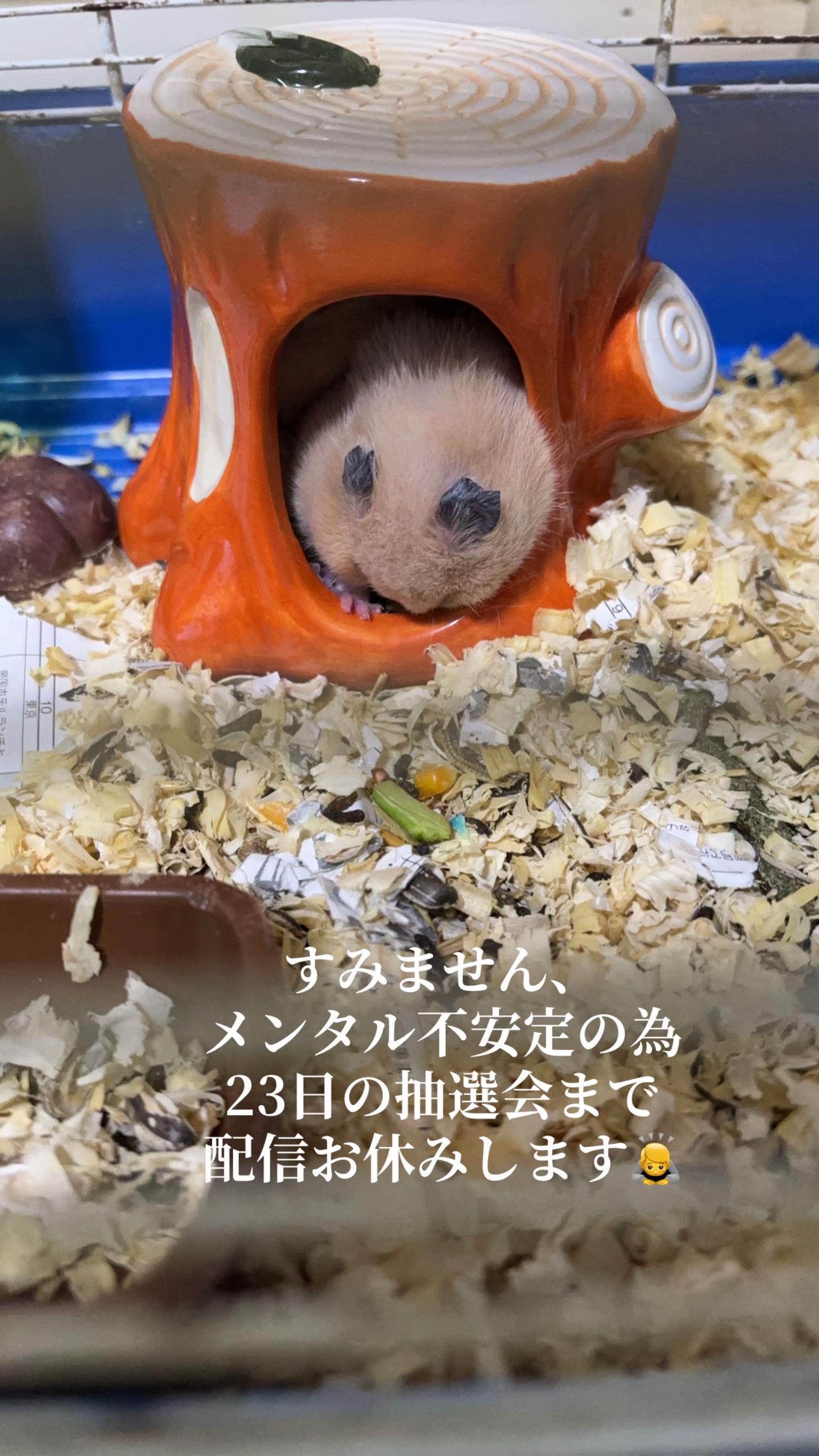 @big mama 🐹🐕🧅💜