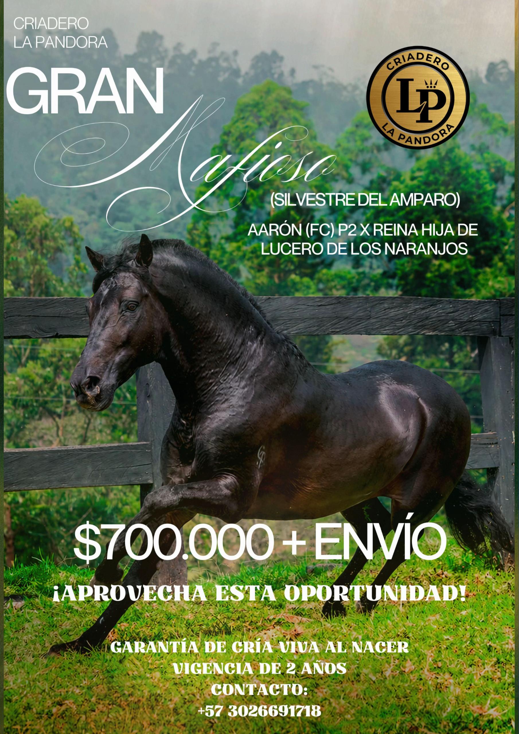 @Vane Betancur ❤️🐴❤️