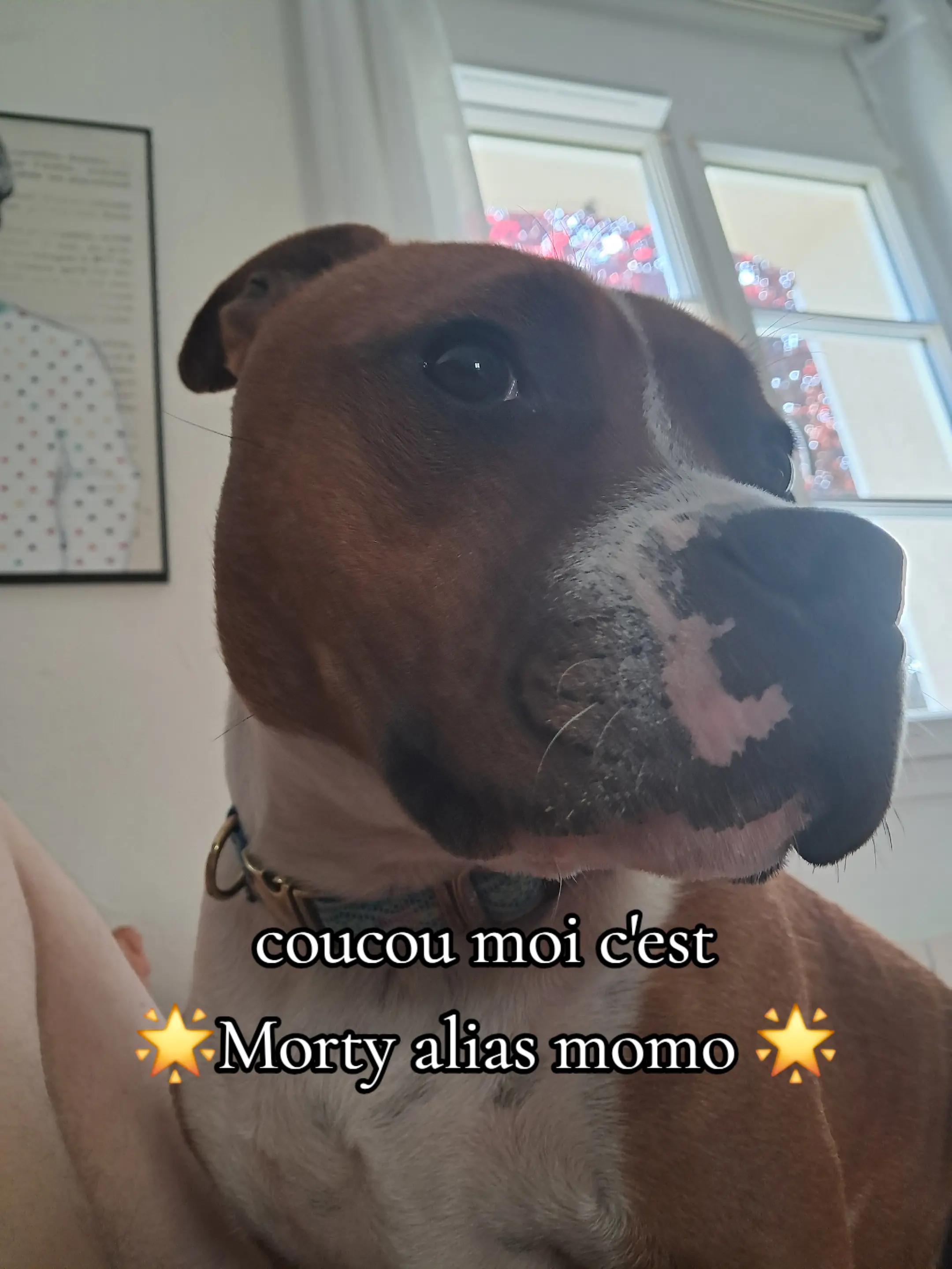 @morty le staffie