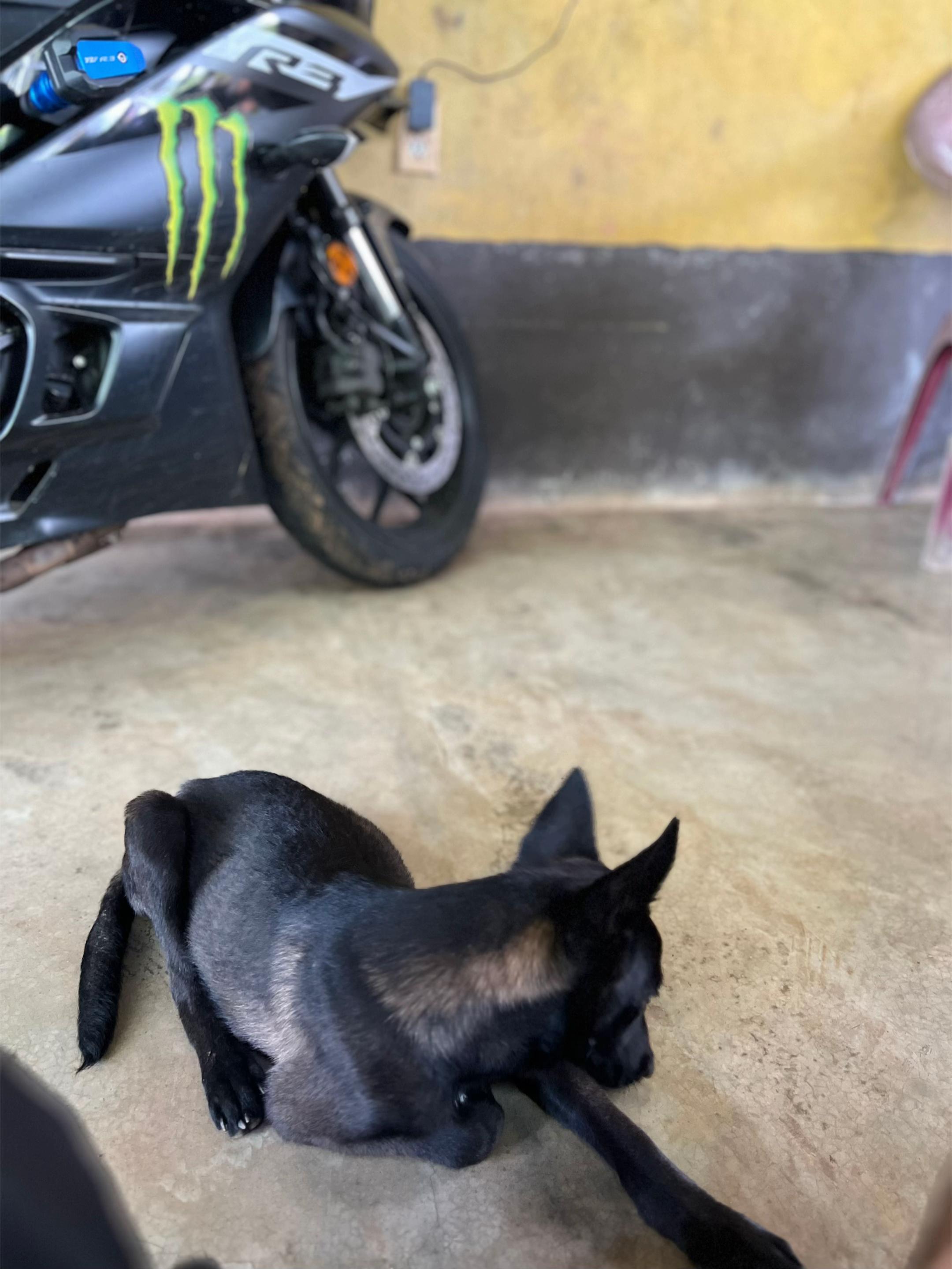 @De León R6