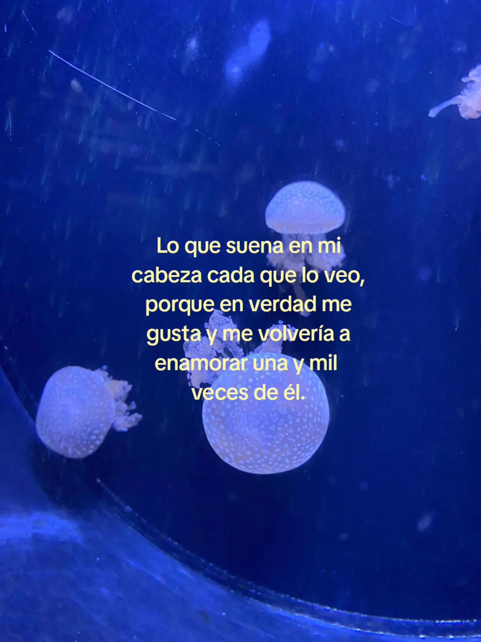 @victorgh