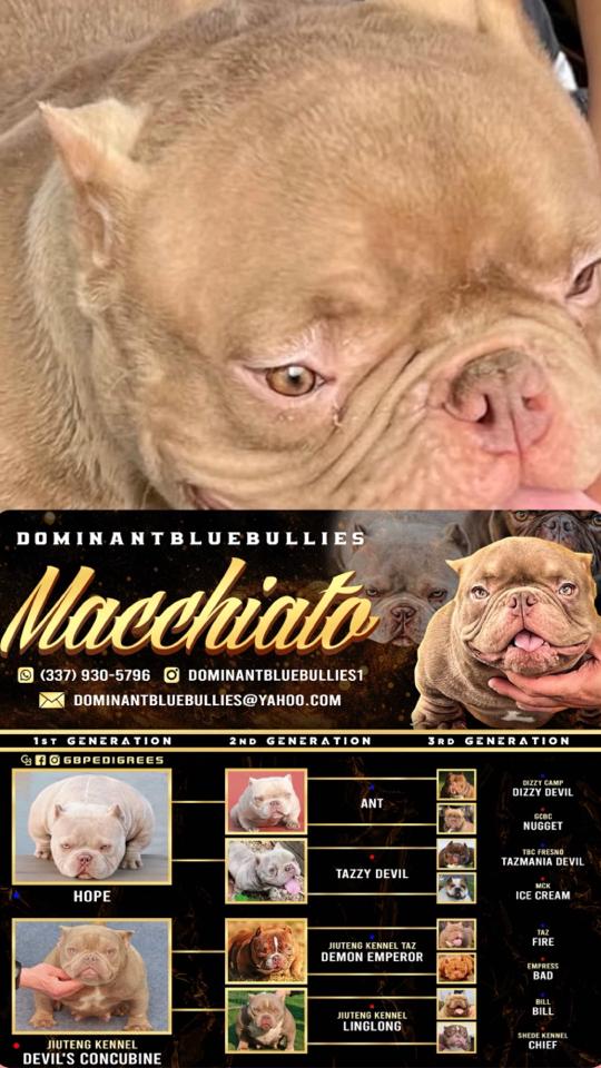 @dominantbluebullies