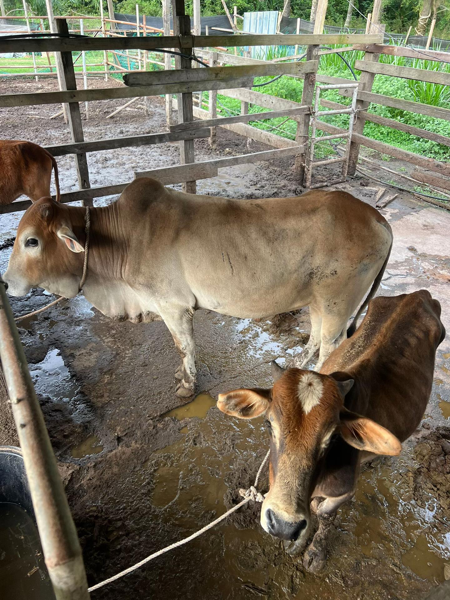 @Haziq farm