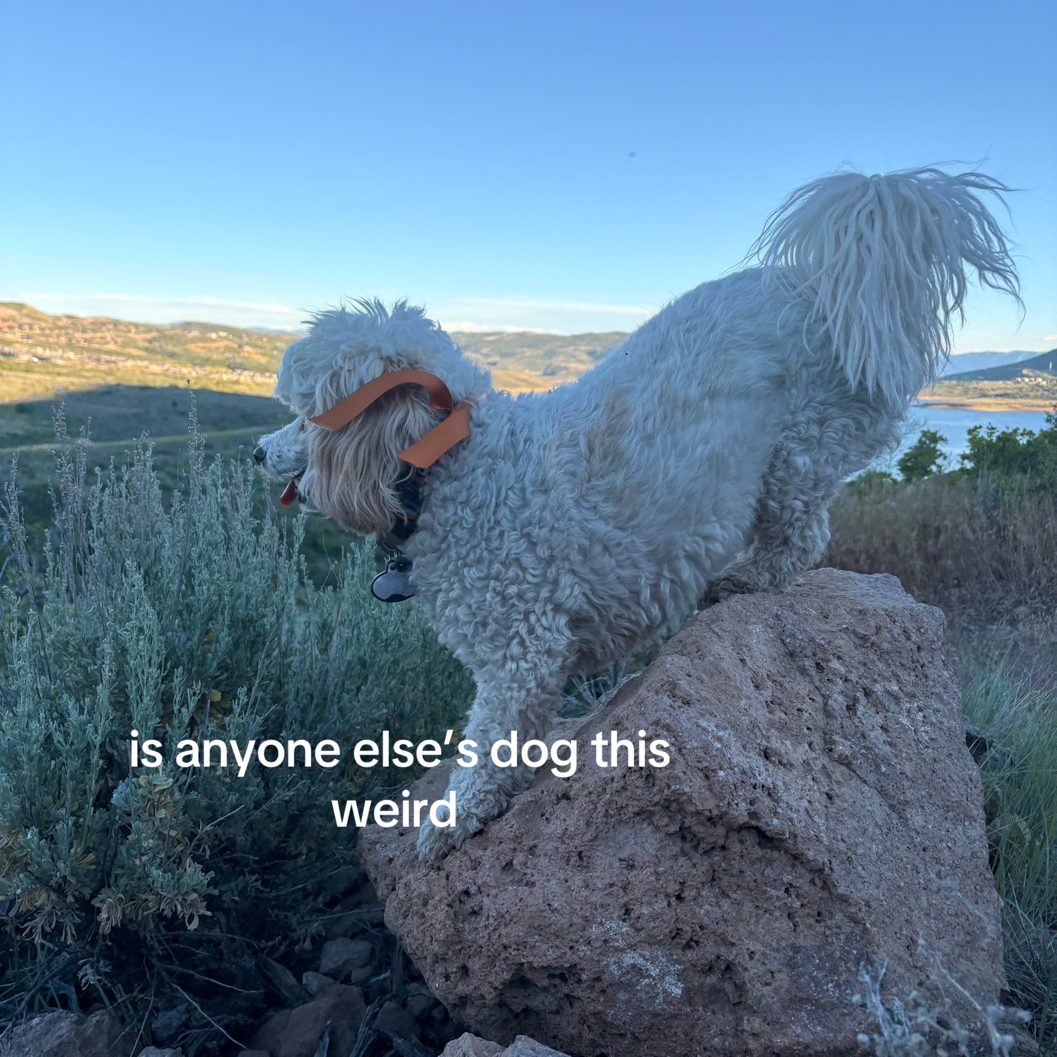 @Silly.dog.cooper