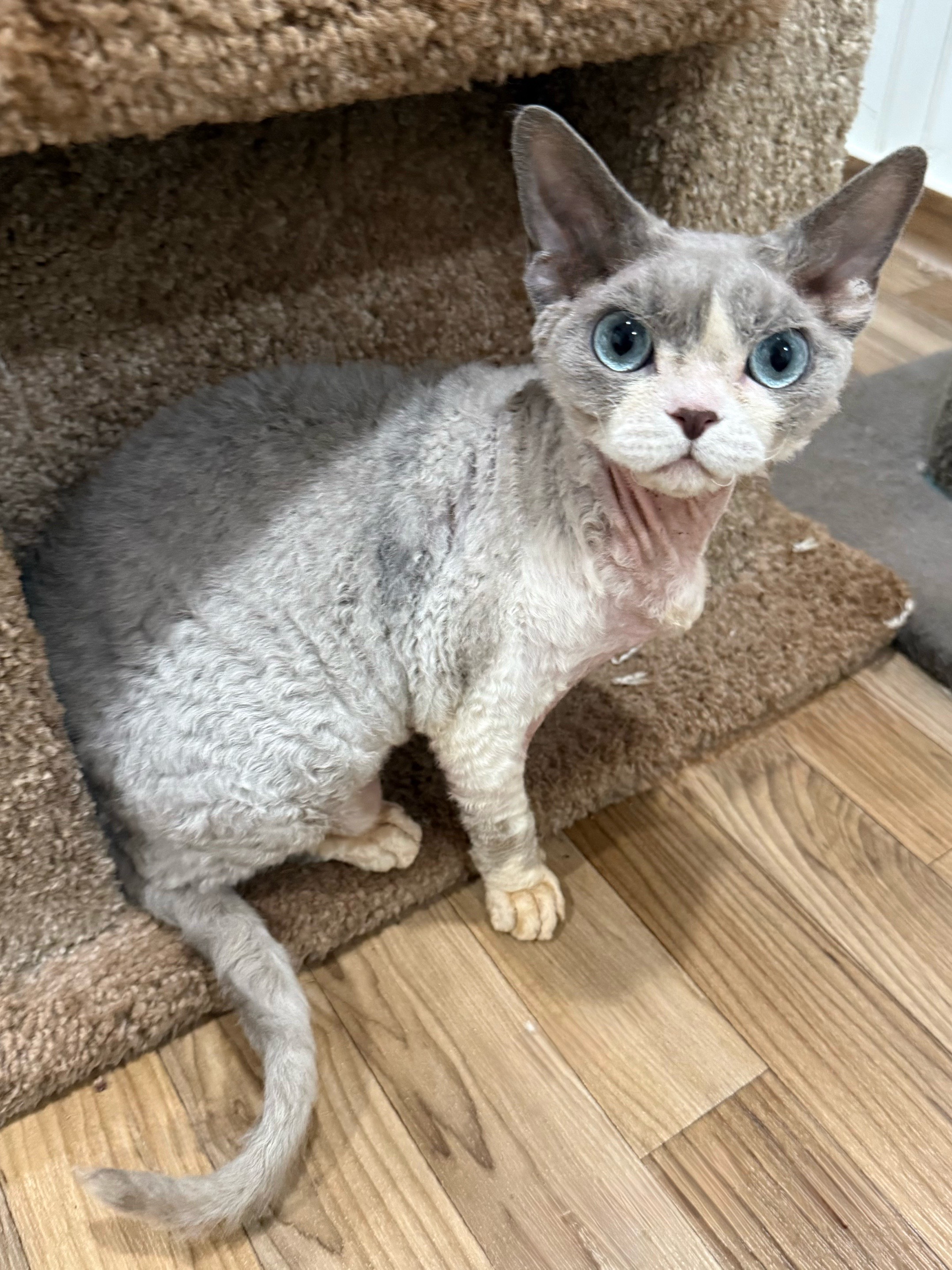 @Curlslux cattery!!🇺🇸