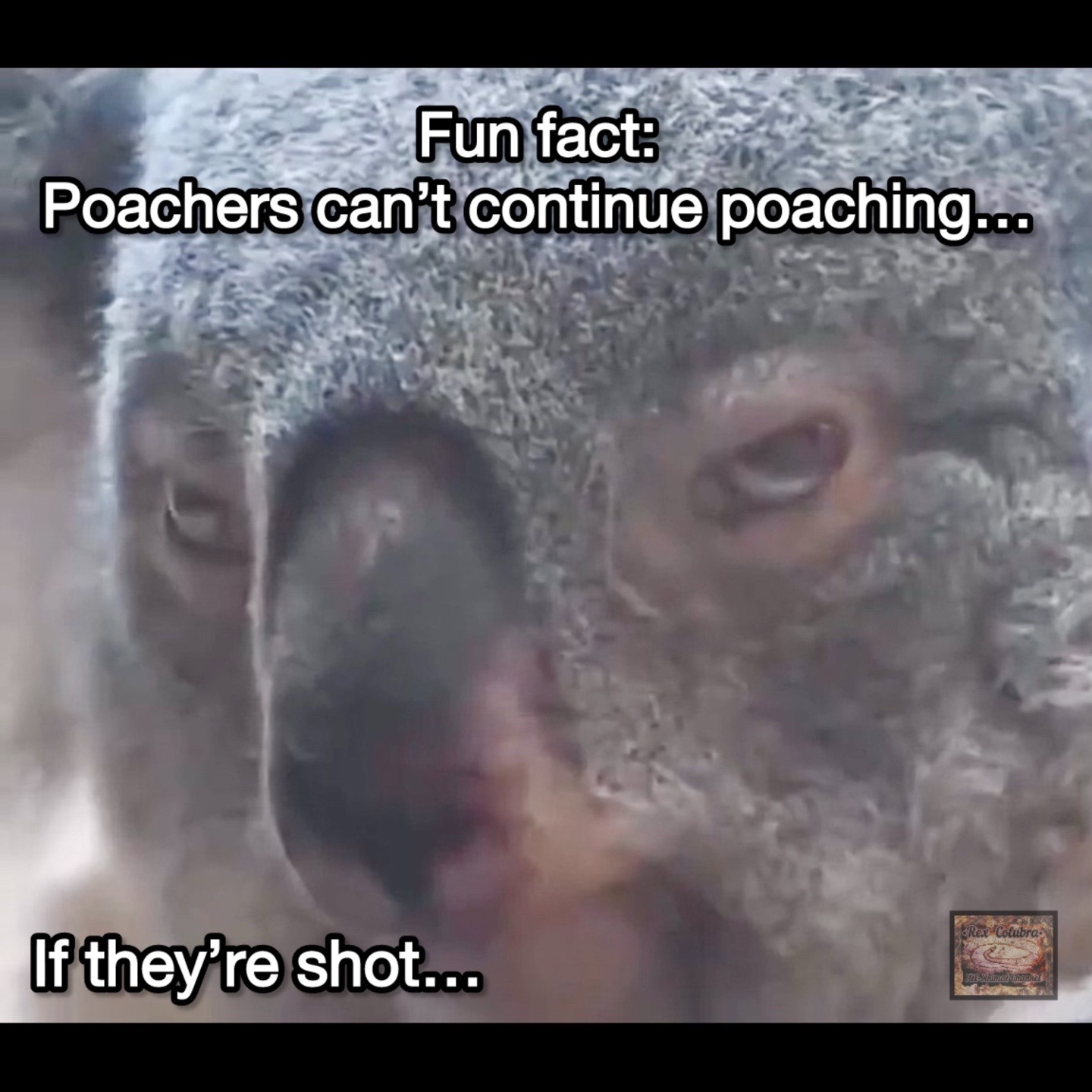 @The All-Animal Channel