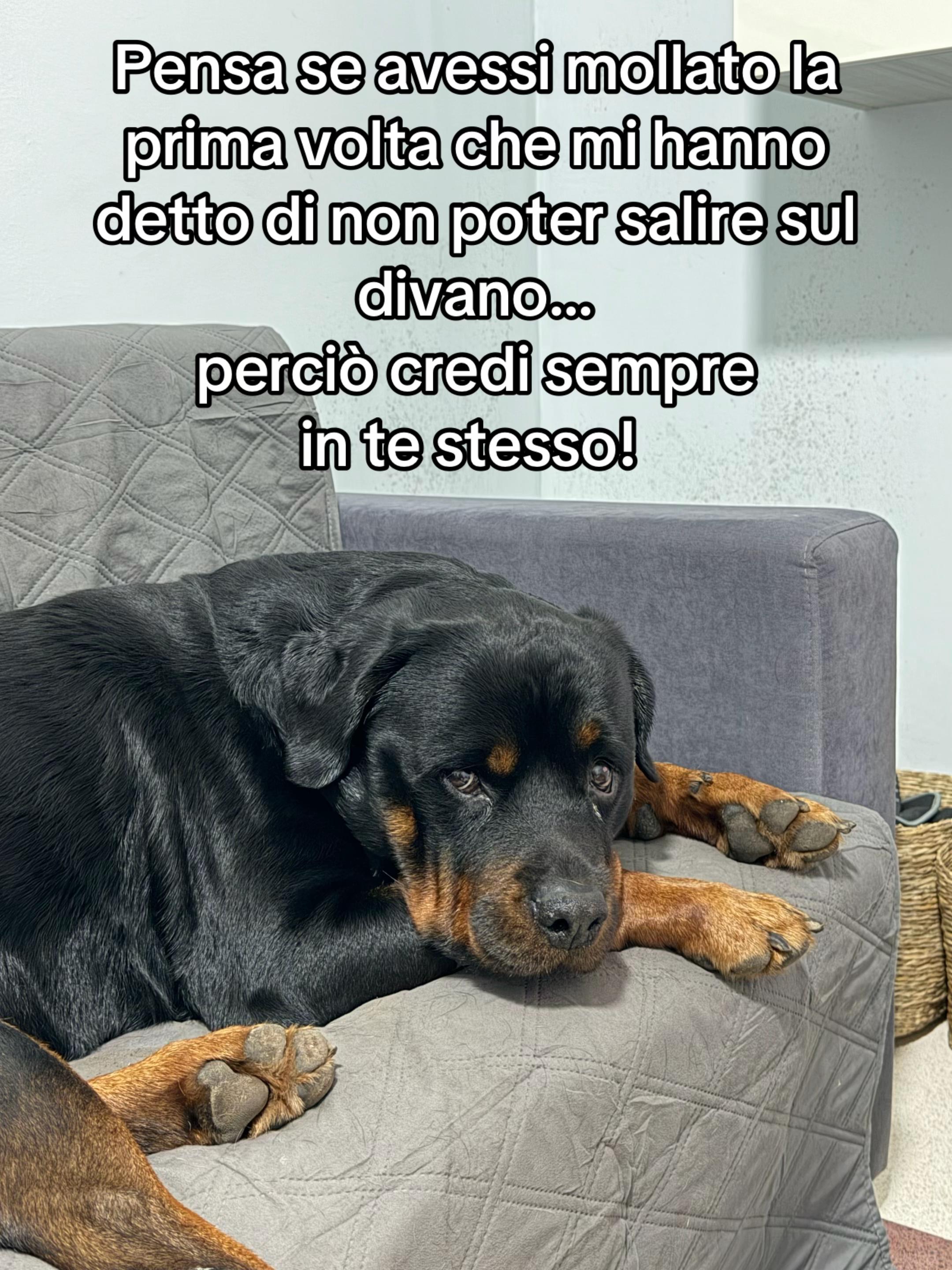 @Tutti pazzi per Ciro il rott