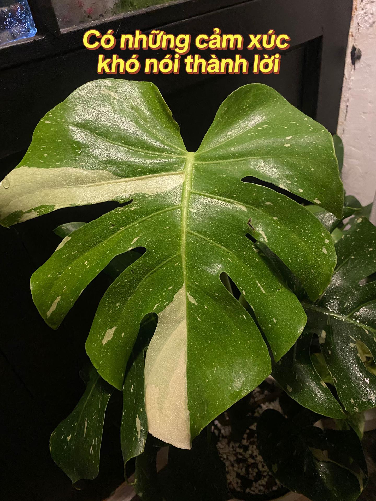 @Cây nhiều lá 🌿