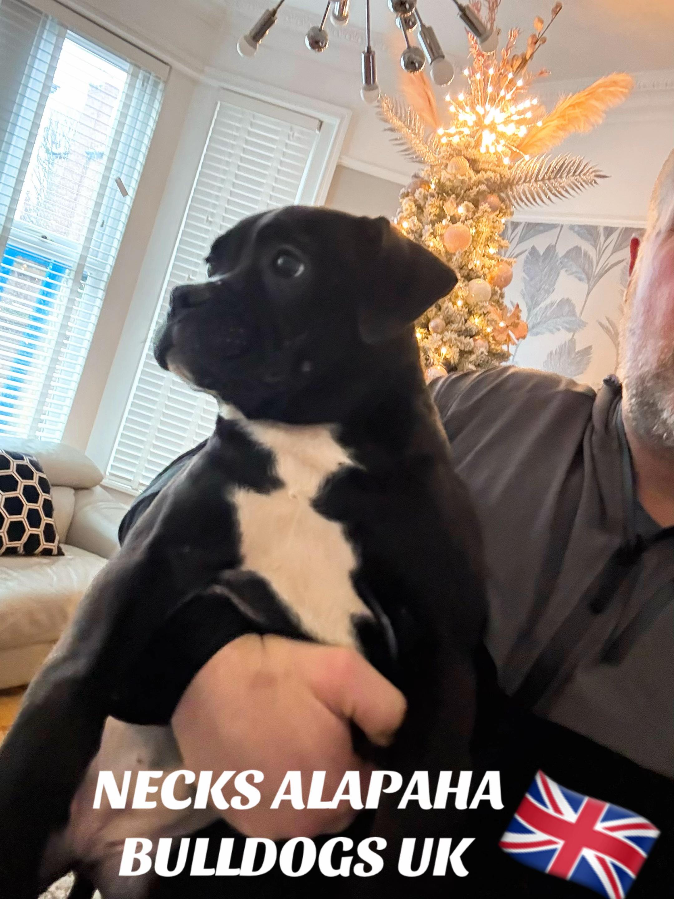 @NECKS ALAPAHA UK