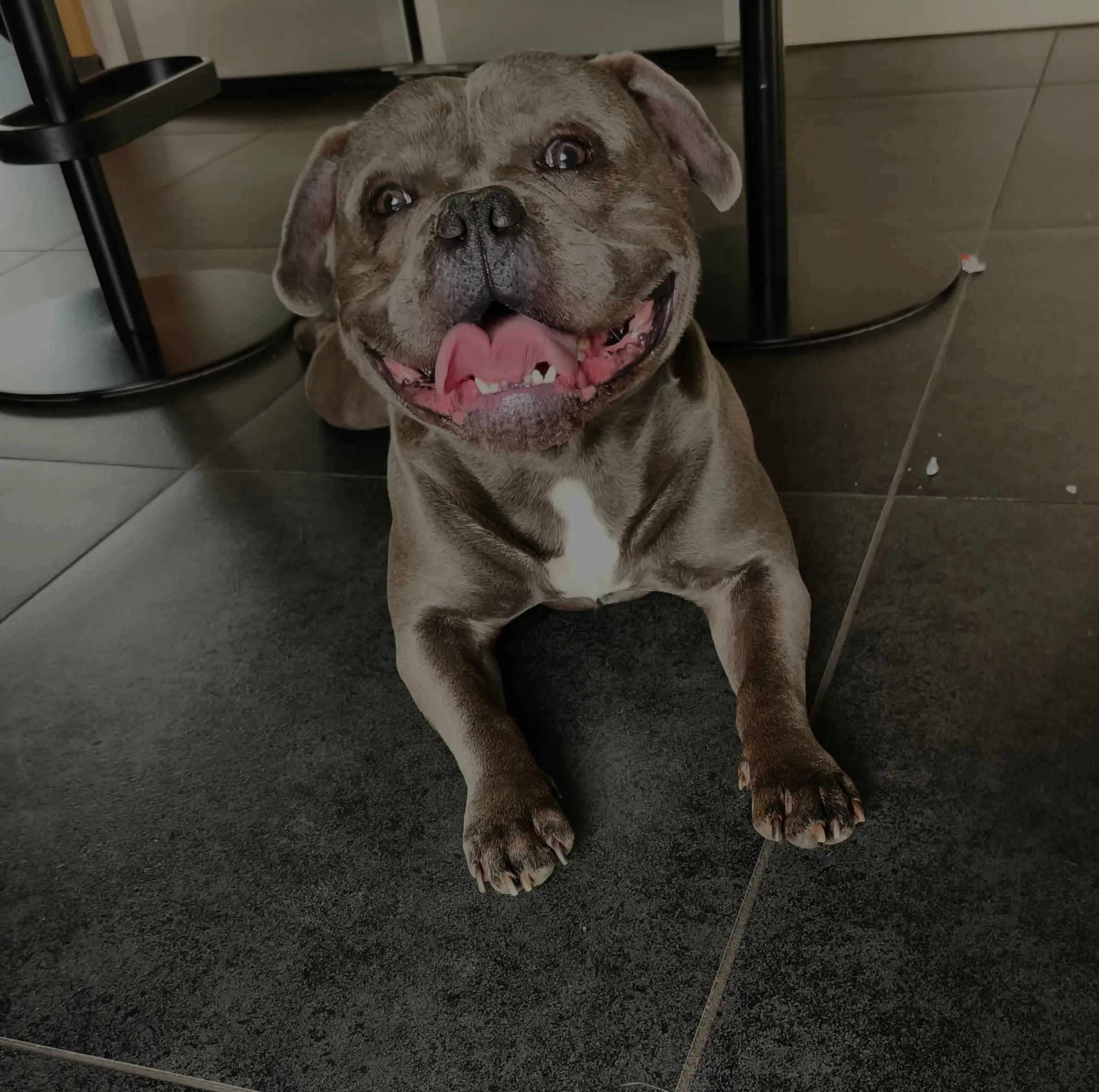@Tyson américain bully🔥🐶