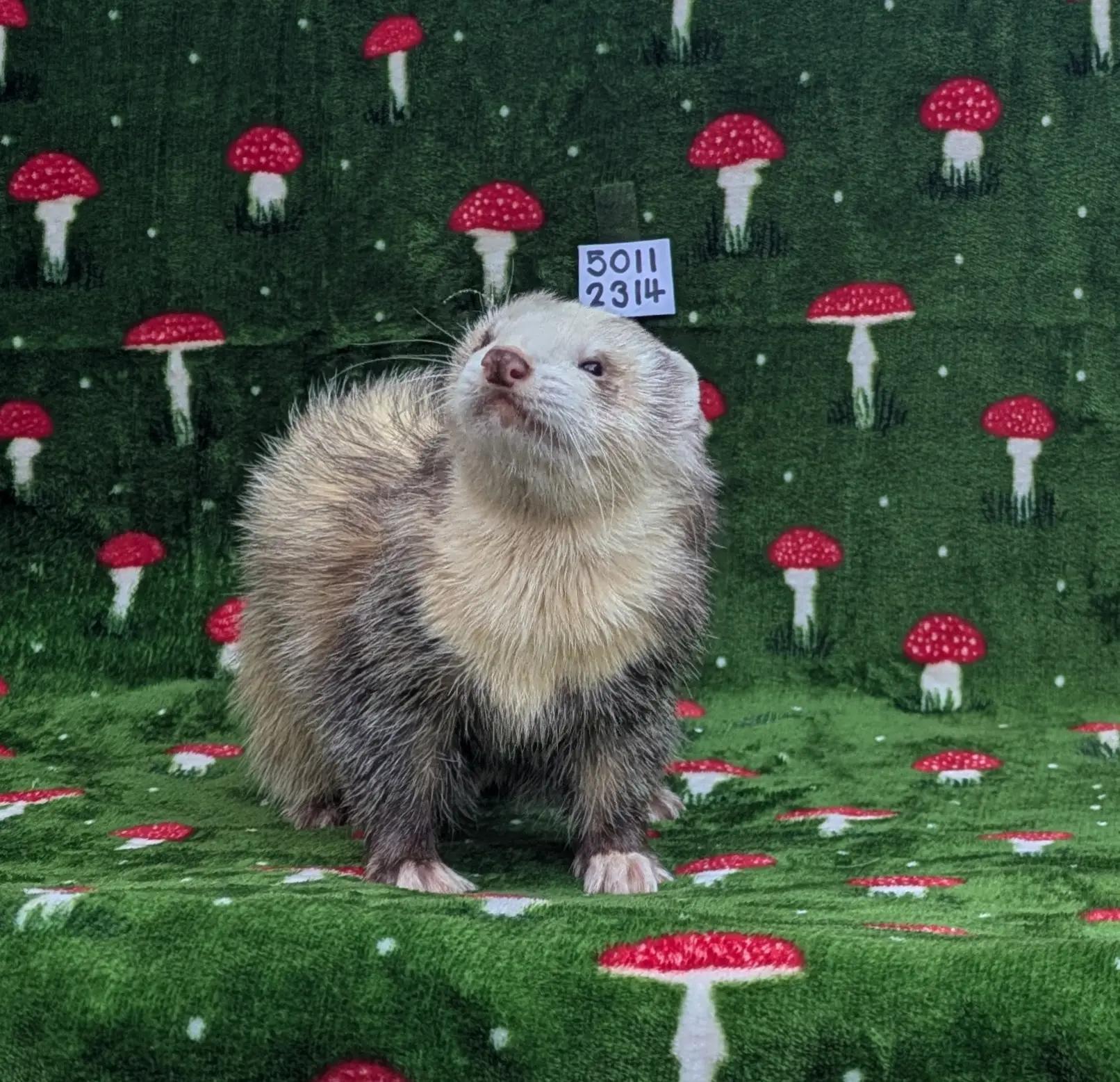 @Ocean City Ferrets
