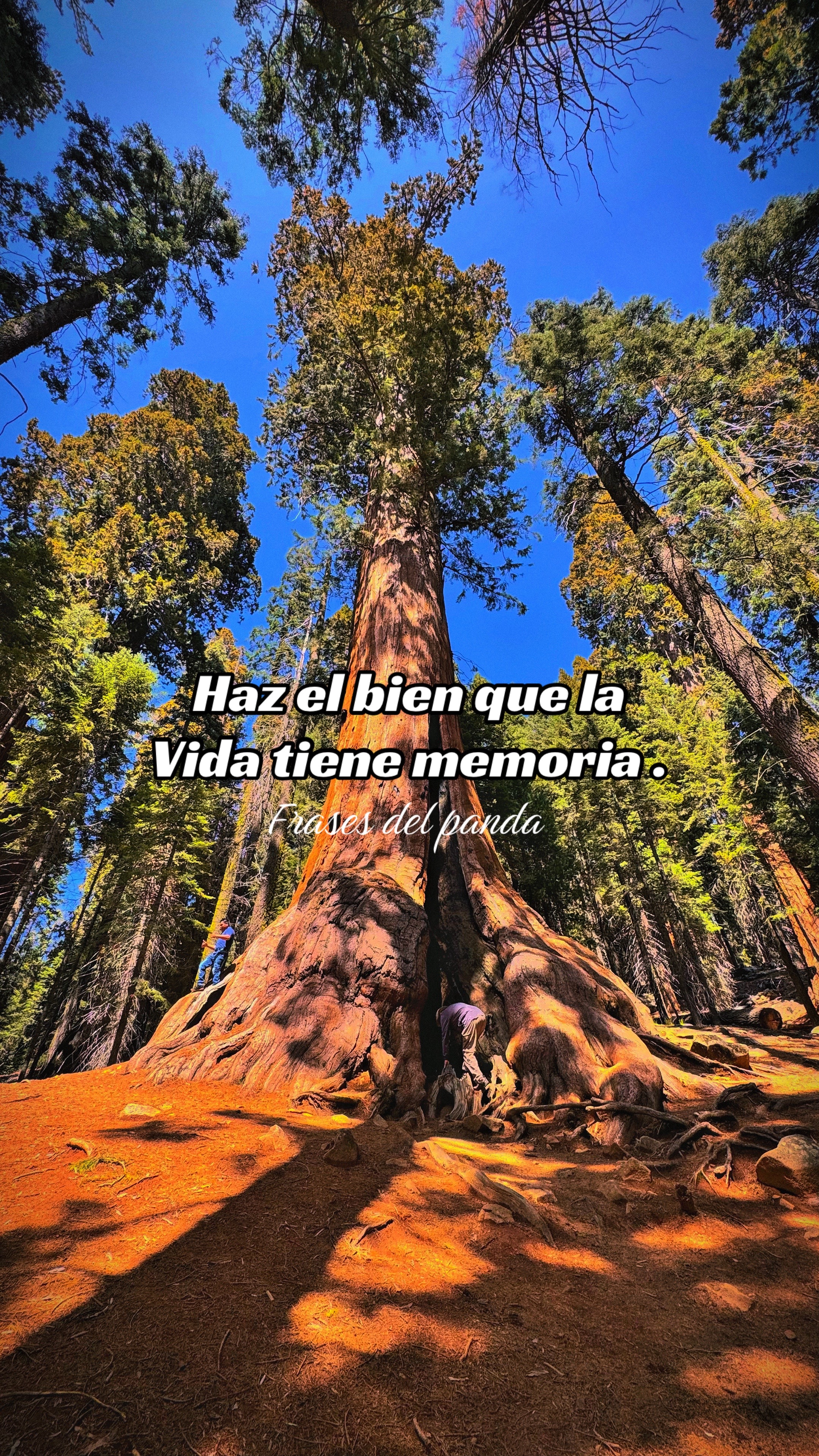 @frases del panda 🥷🏽