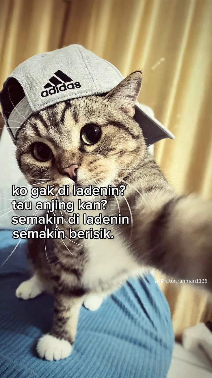 @notifikasi dari tik tok