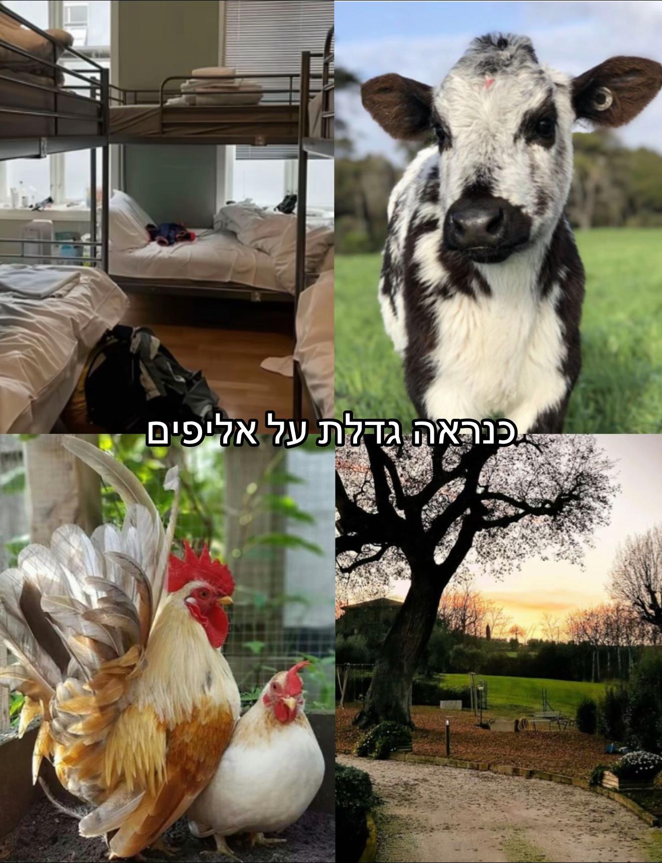 @𝑛𝑒𝑡𝑎