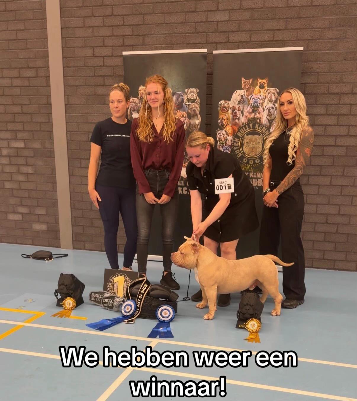 @bigdutchbullykennel