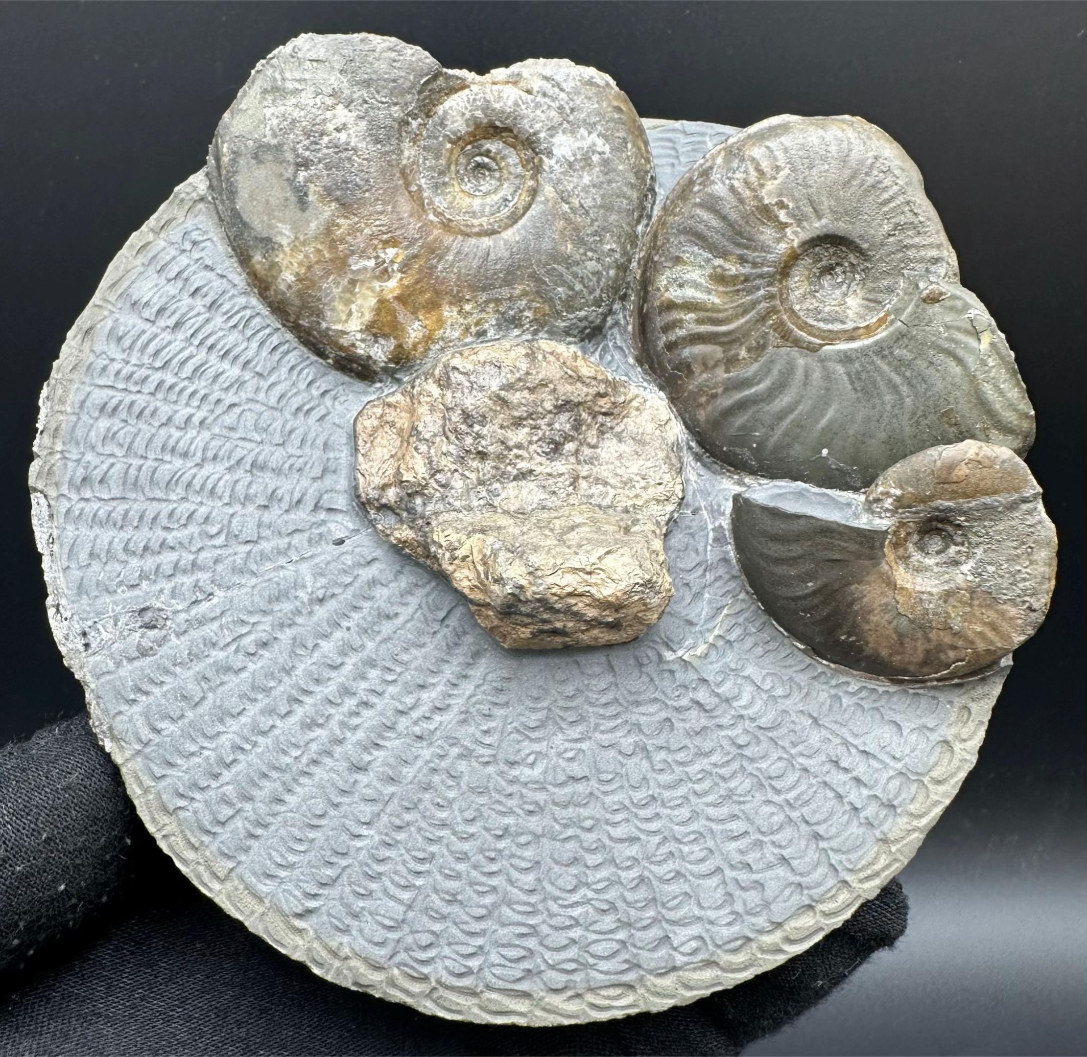 @yorkshire.fossils