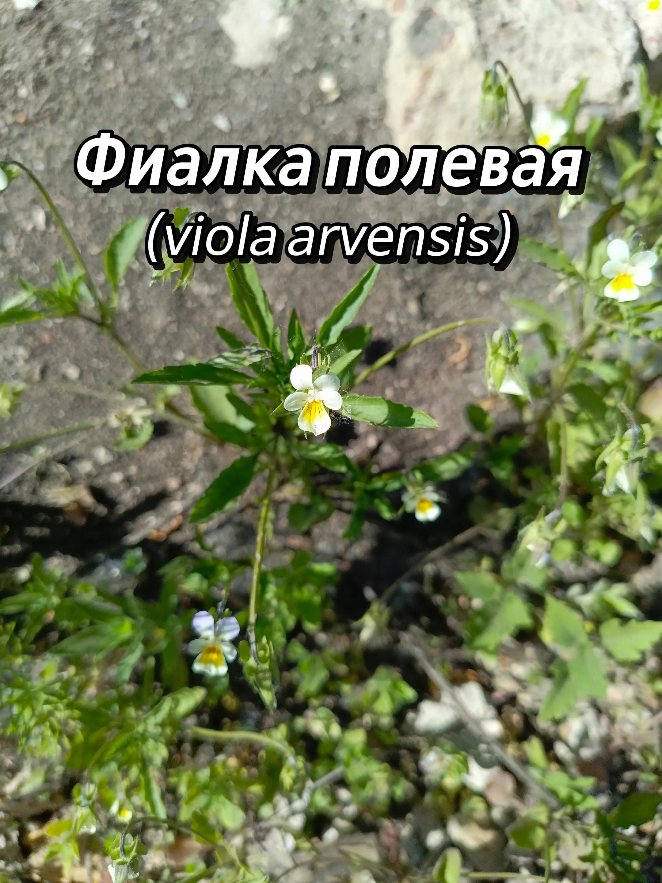 @🍃Зелёный шифр🍃