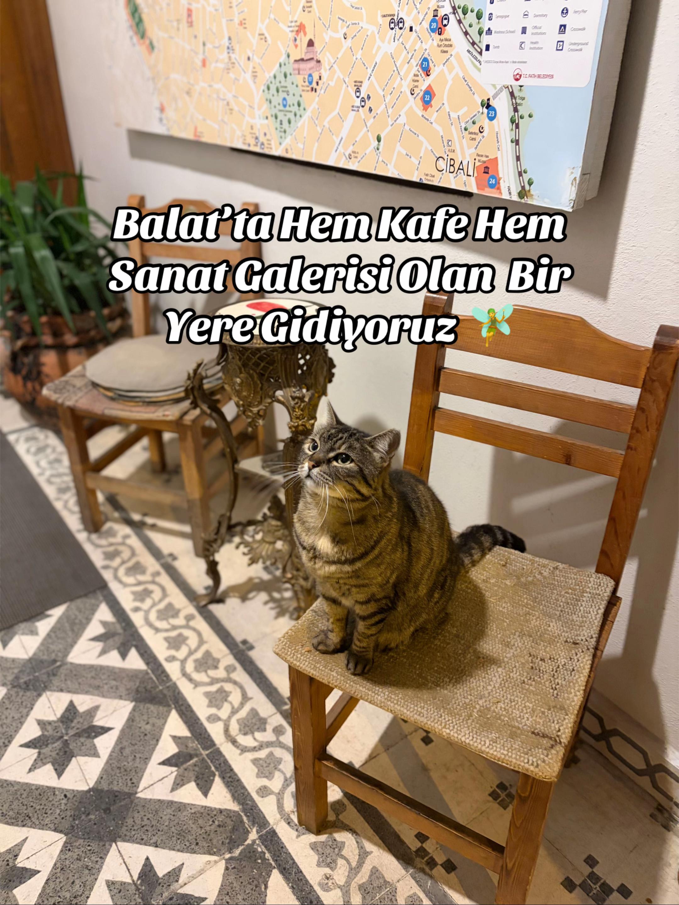 @İstanbul Kedisi