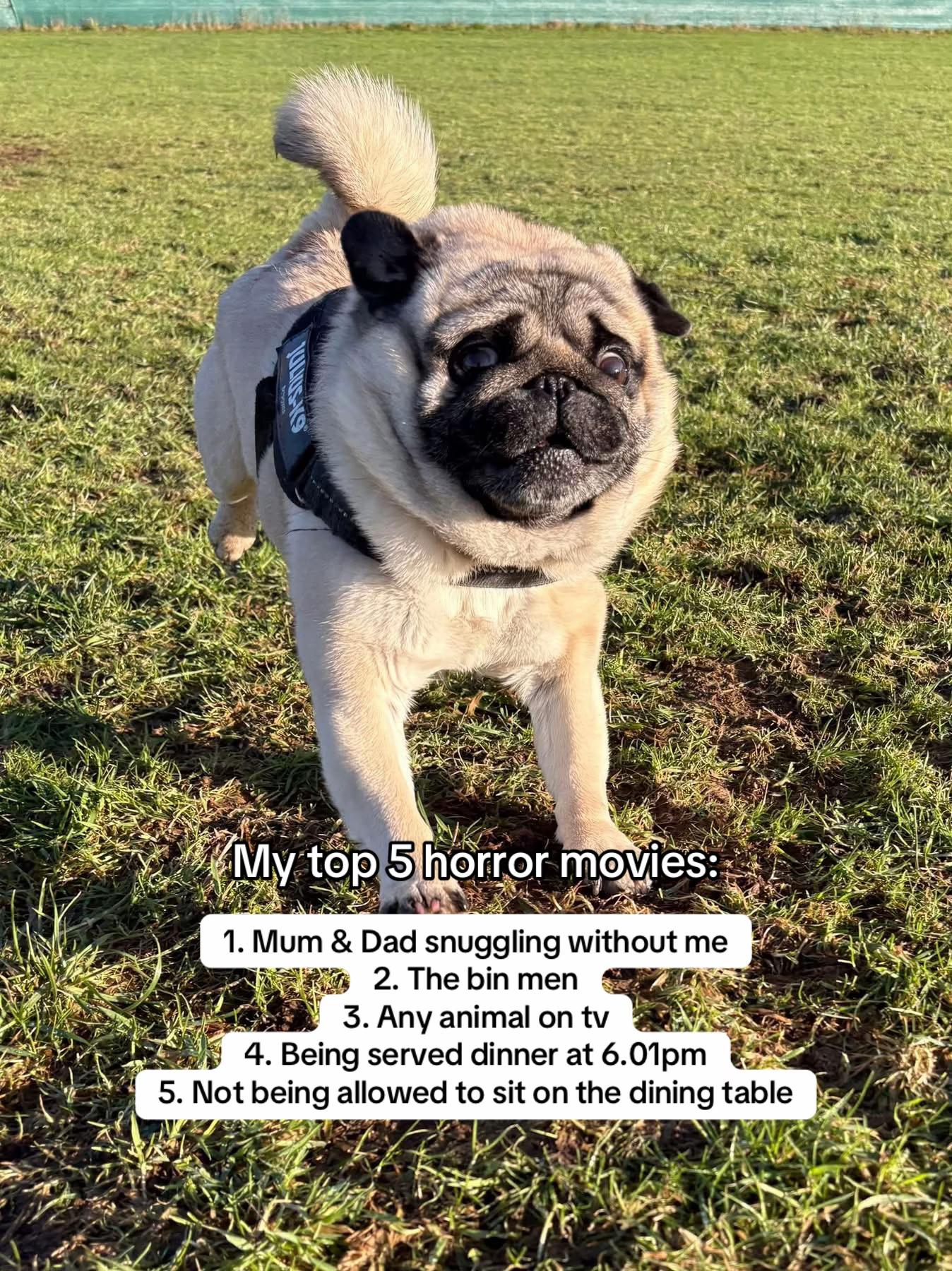 @Wee Winston The Pug