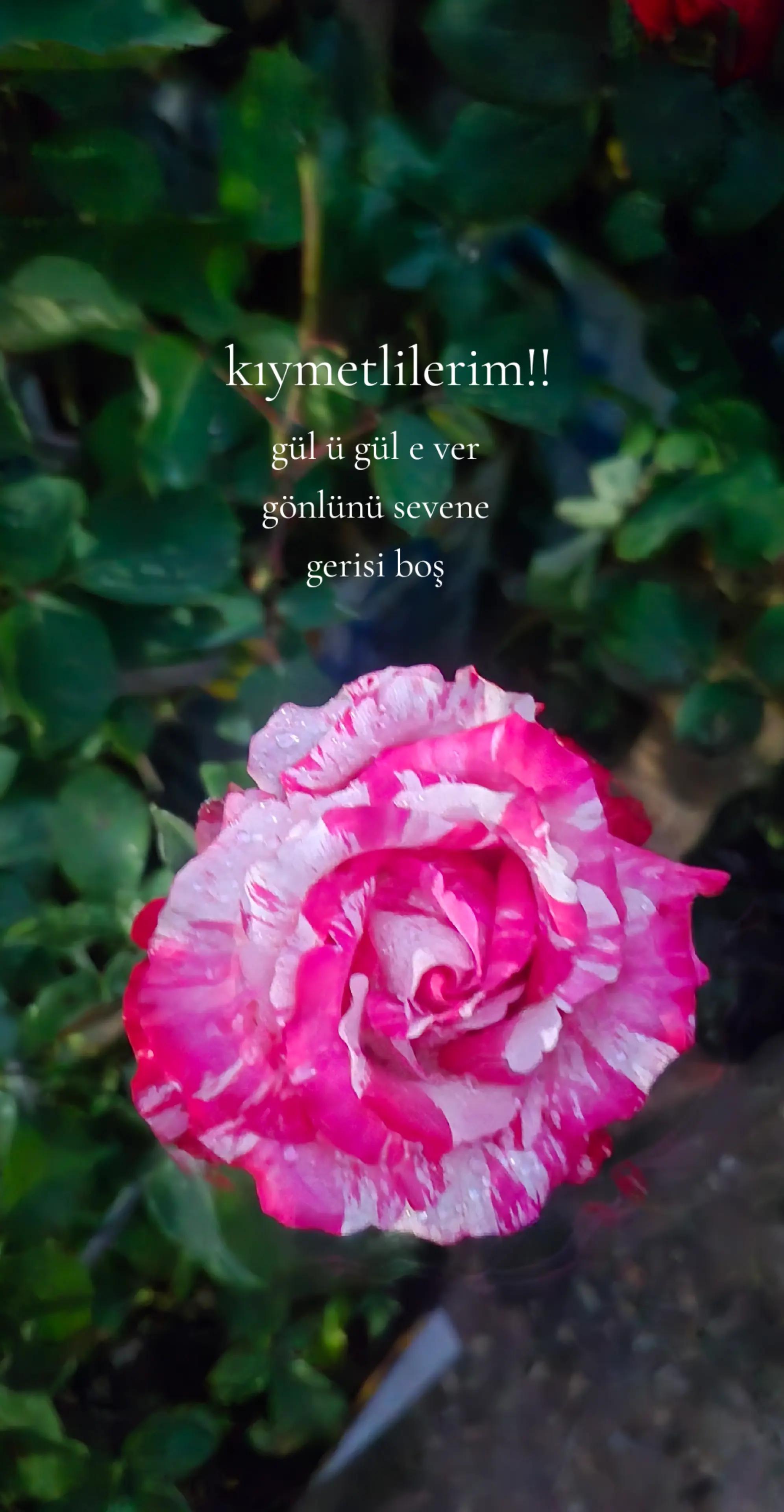 @y&ouml;rukbeyi48