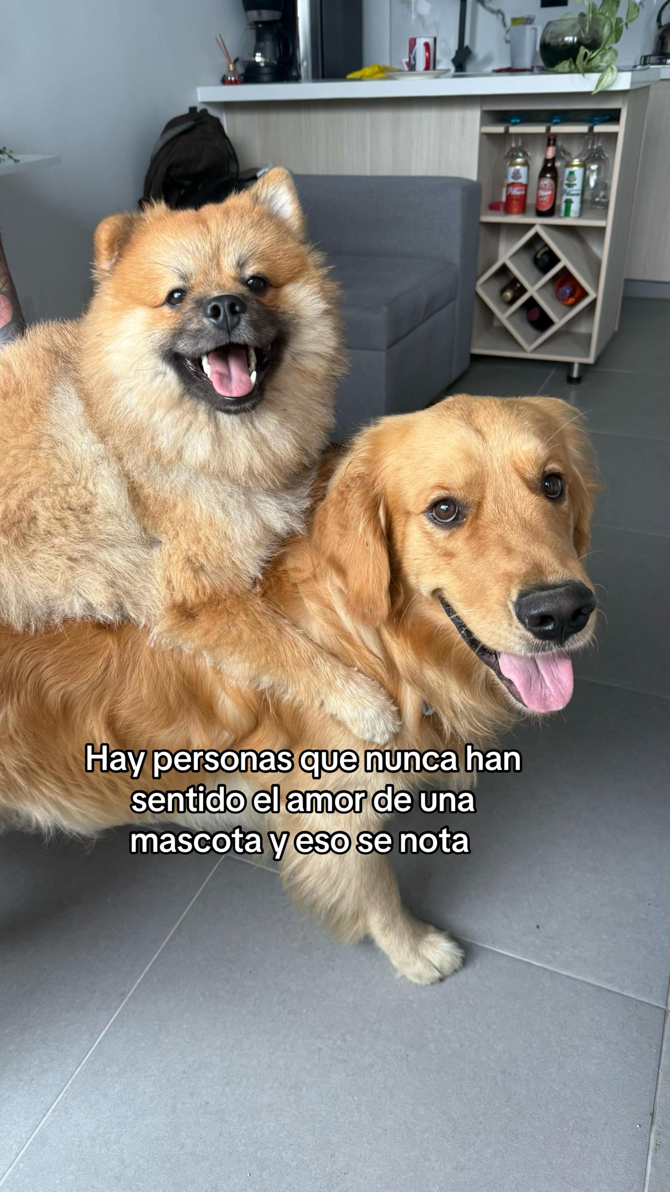 @Soy Milo 🐶