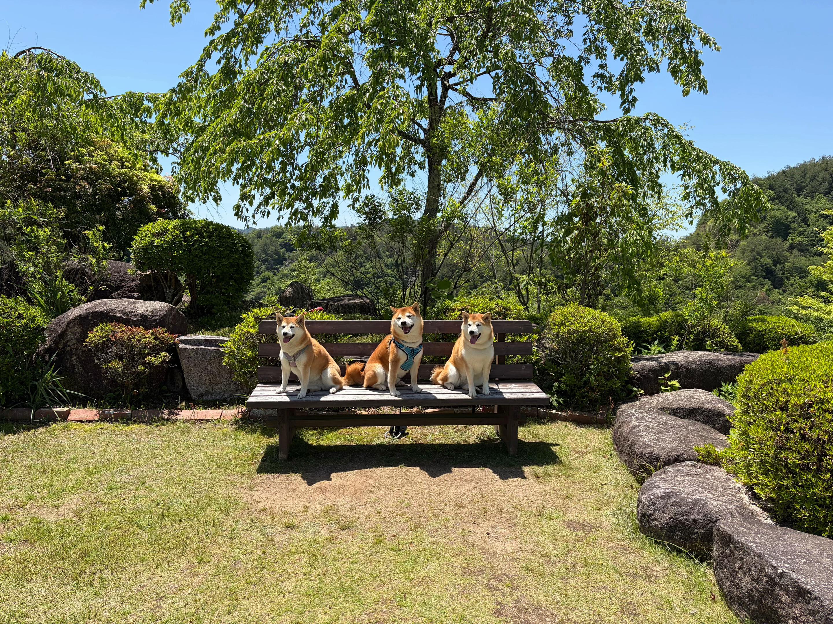 @柴犬虎徹