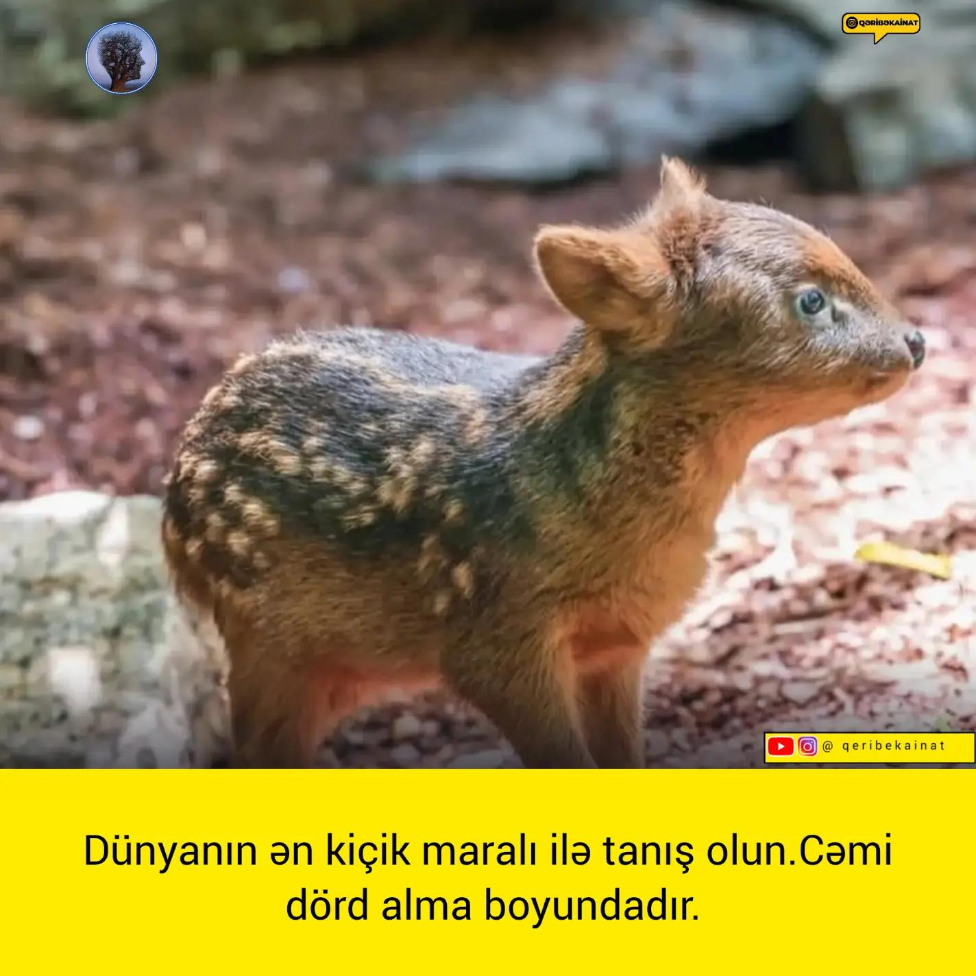 @qeribekainat