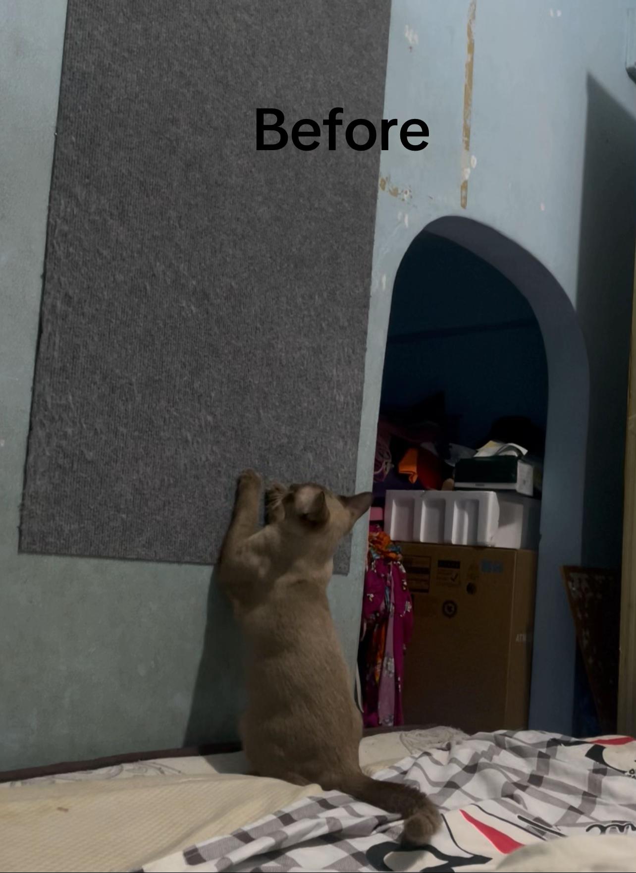 @White.black.orange.cats