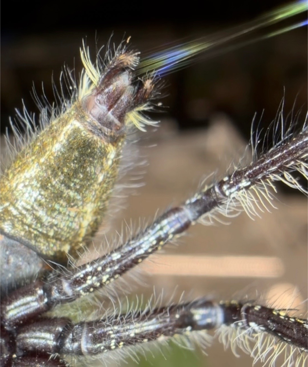 @Spider Conservatory