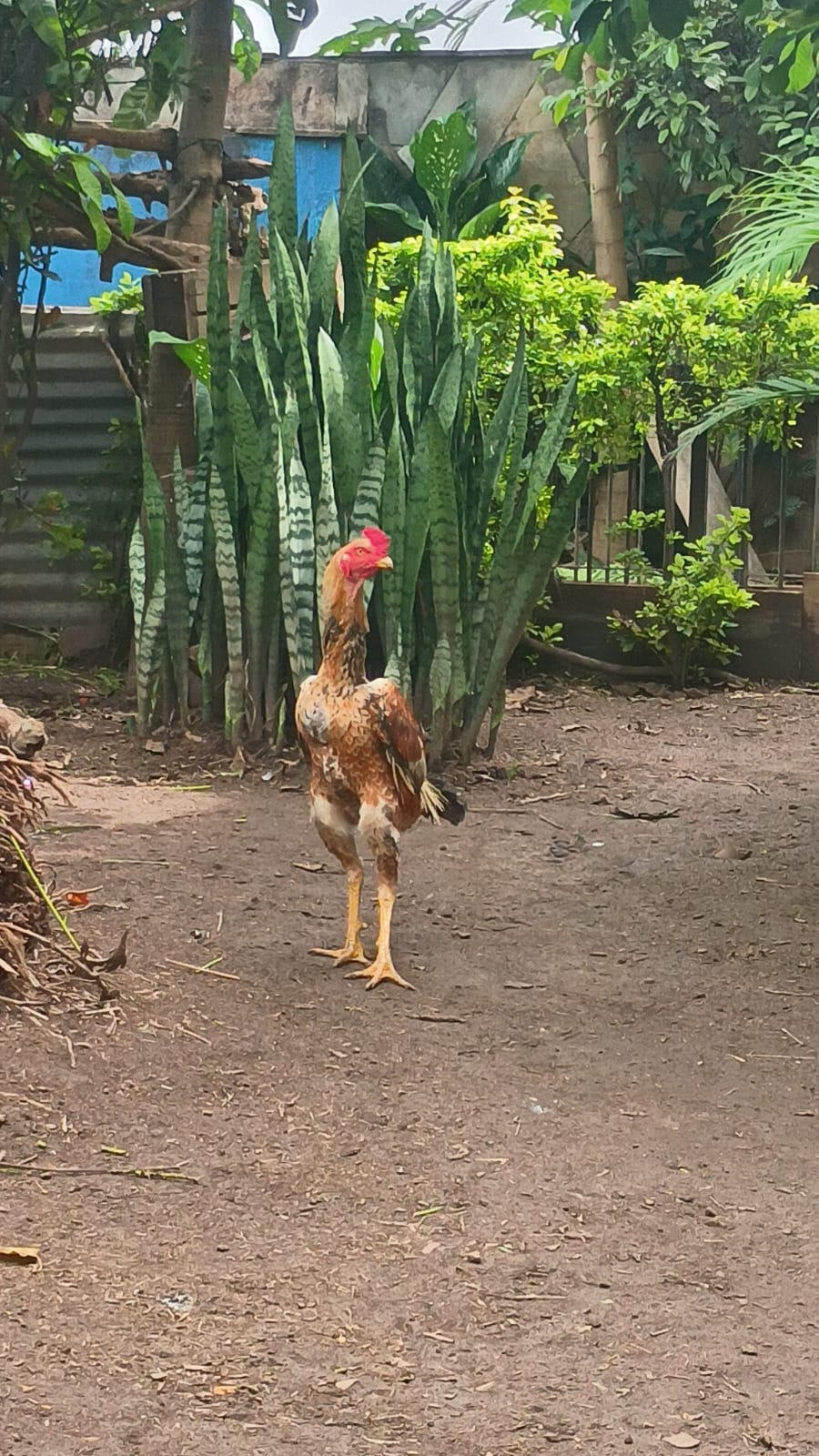 @BJJ Combatente 🐓🥋🧬